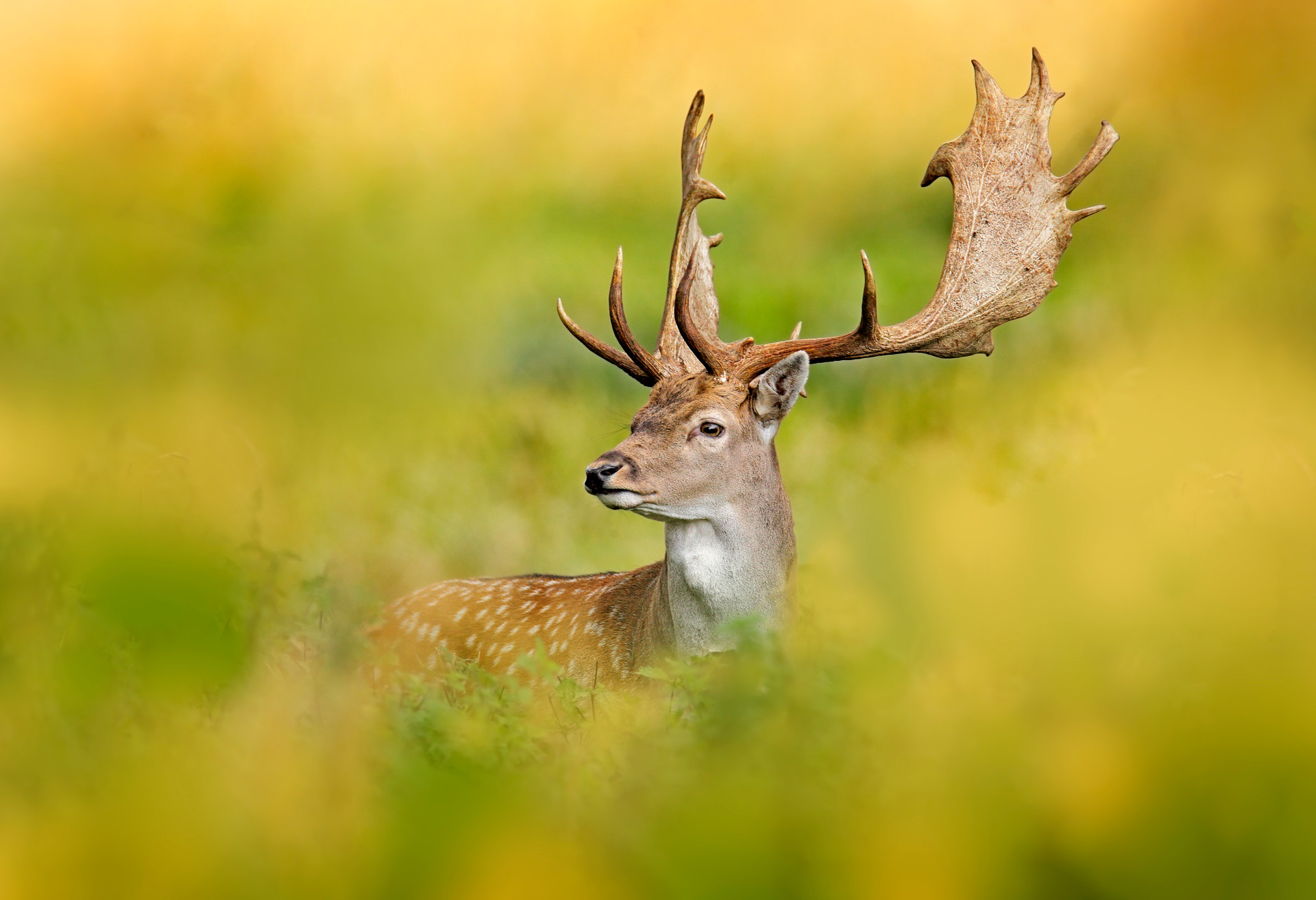 Fallow Deer, Dama dama, in autumn forest, Dyrehave, Denmark. Animal on the forest meadow. Wildlife scene in Europe. Majestic powerful adult  in forest vegetation.