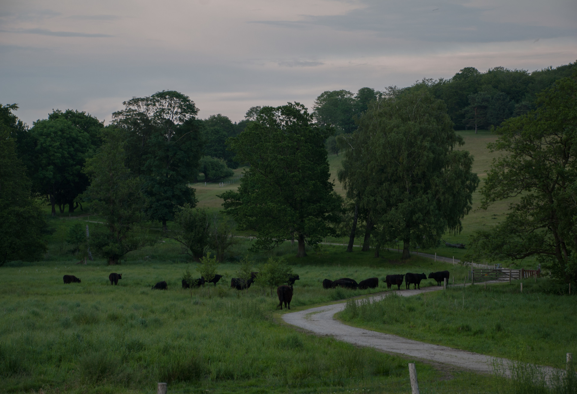 Grasing cattles on Fuenen in Denmark