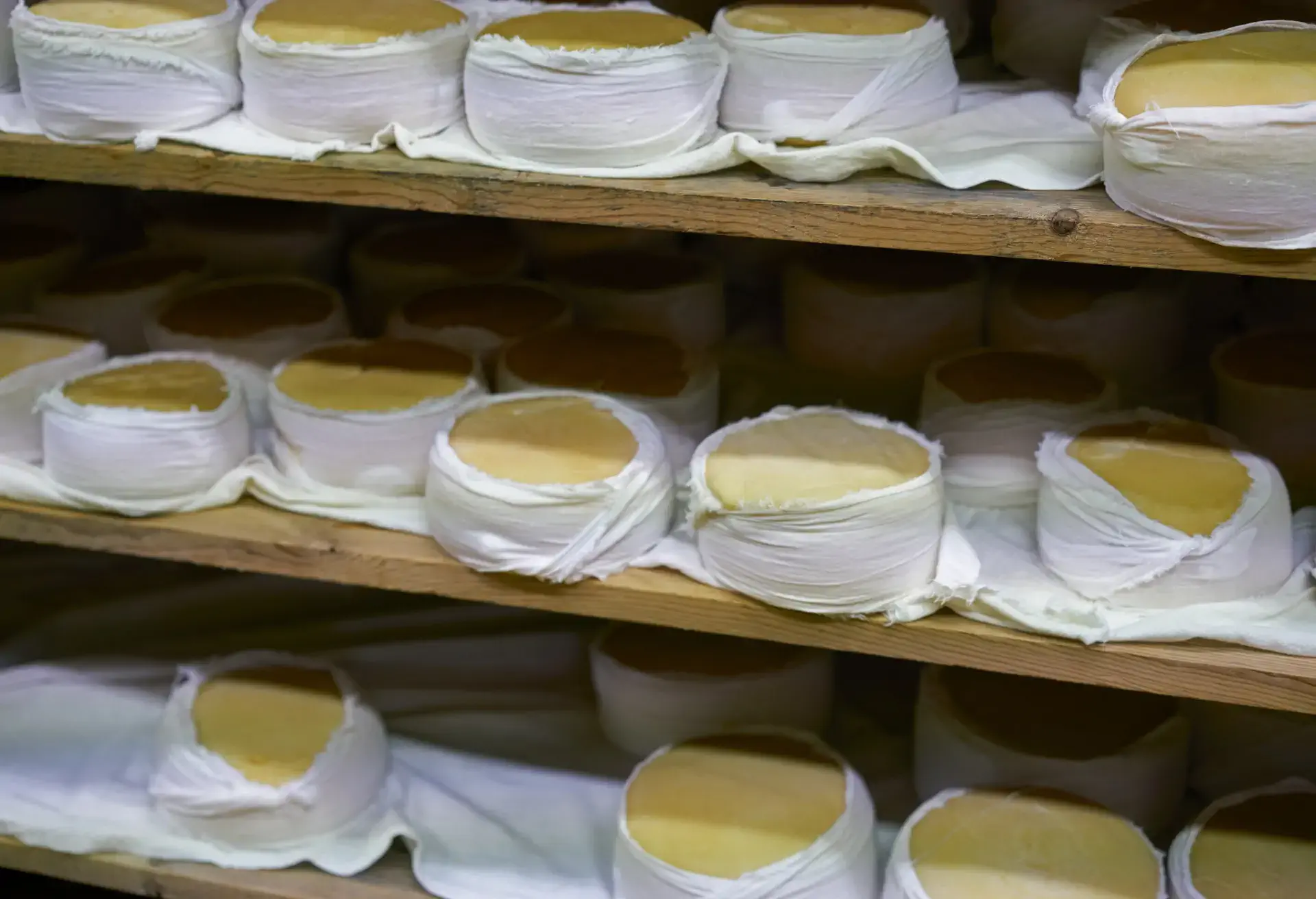 Queijo Serra da Estrela cheeses wrapped in white cloth on a wooden shelf