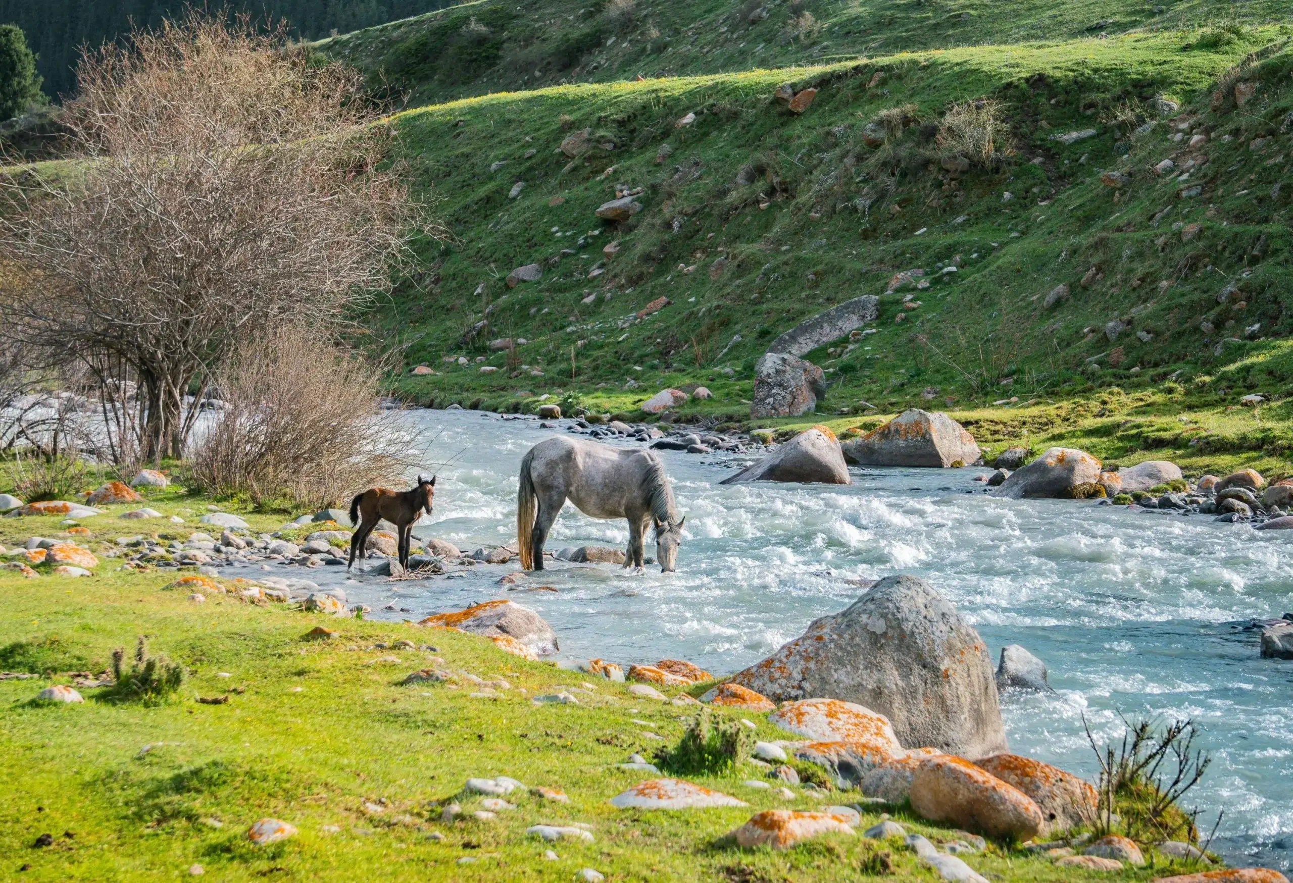 A grey horse and a dark foal stand by a fast-flowing river in a lush, rocky valley.