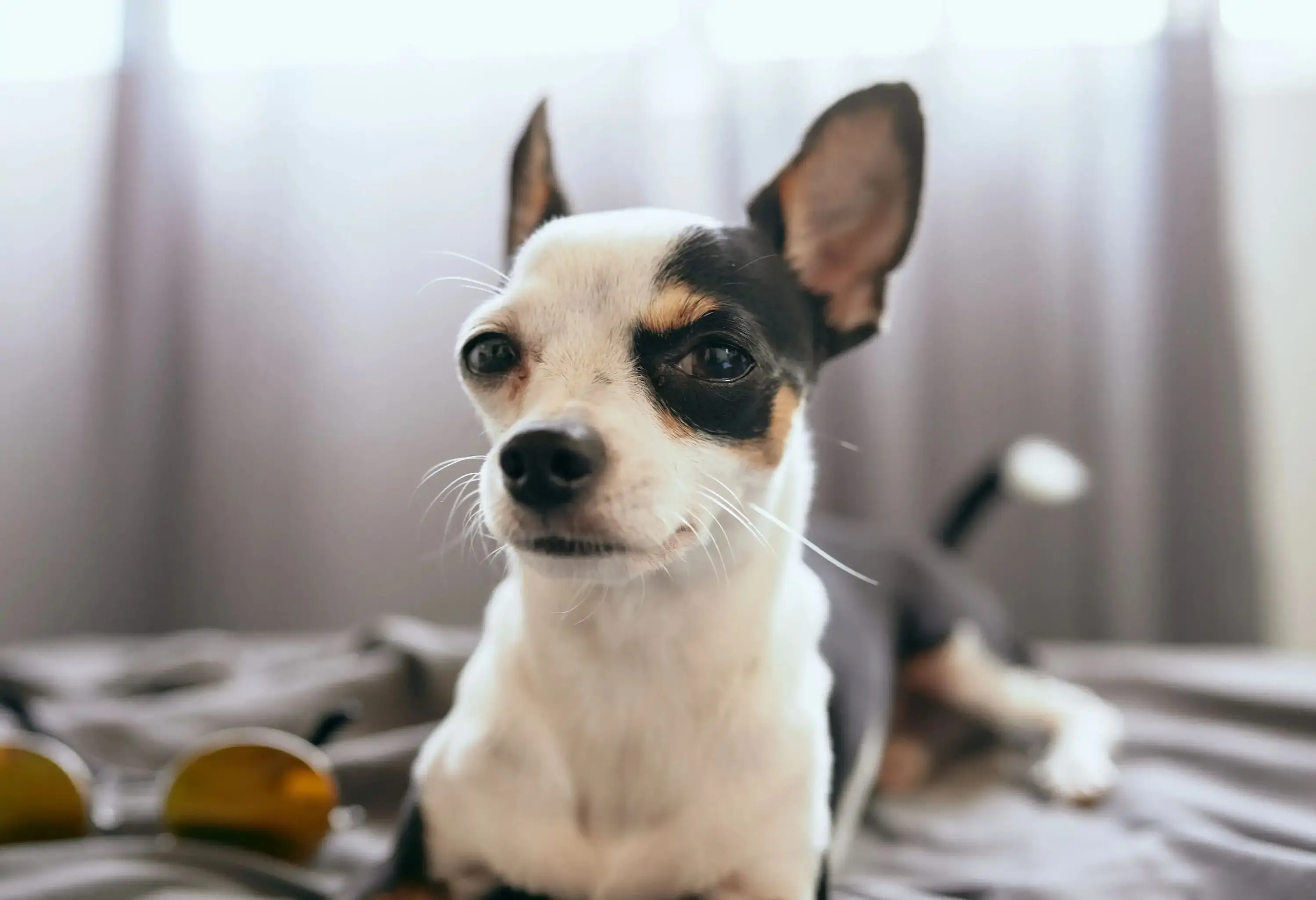 A small dog on the bed looks at the camera suspiciously.
