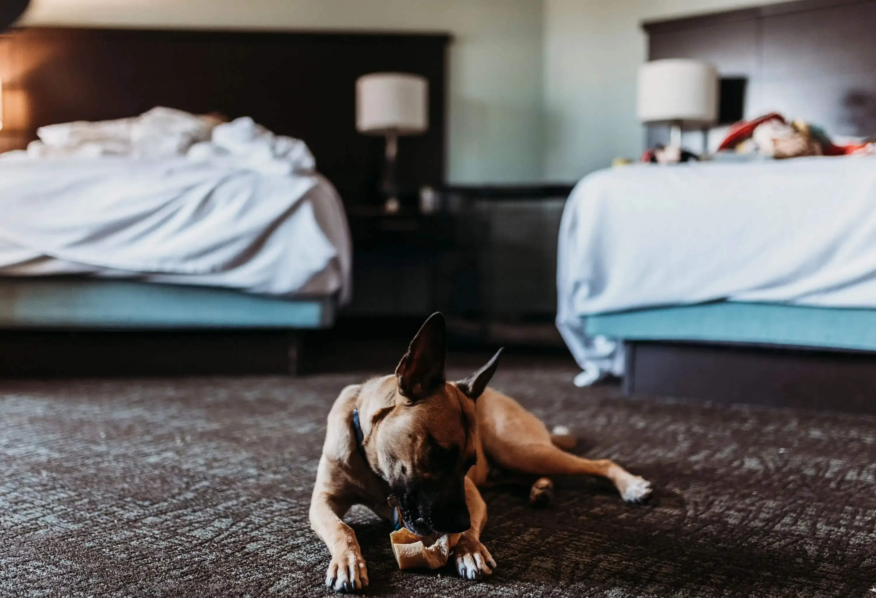 A dog munching on a treat in a hotel room.