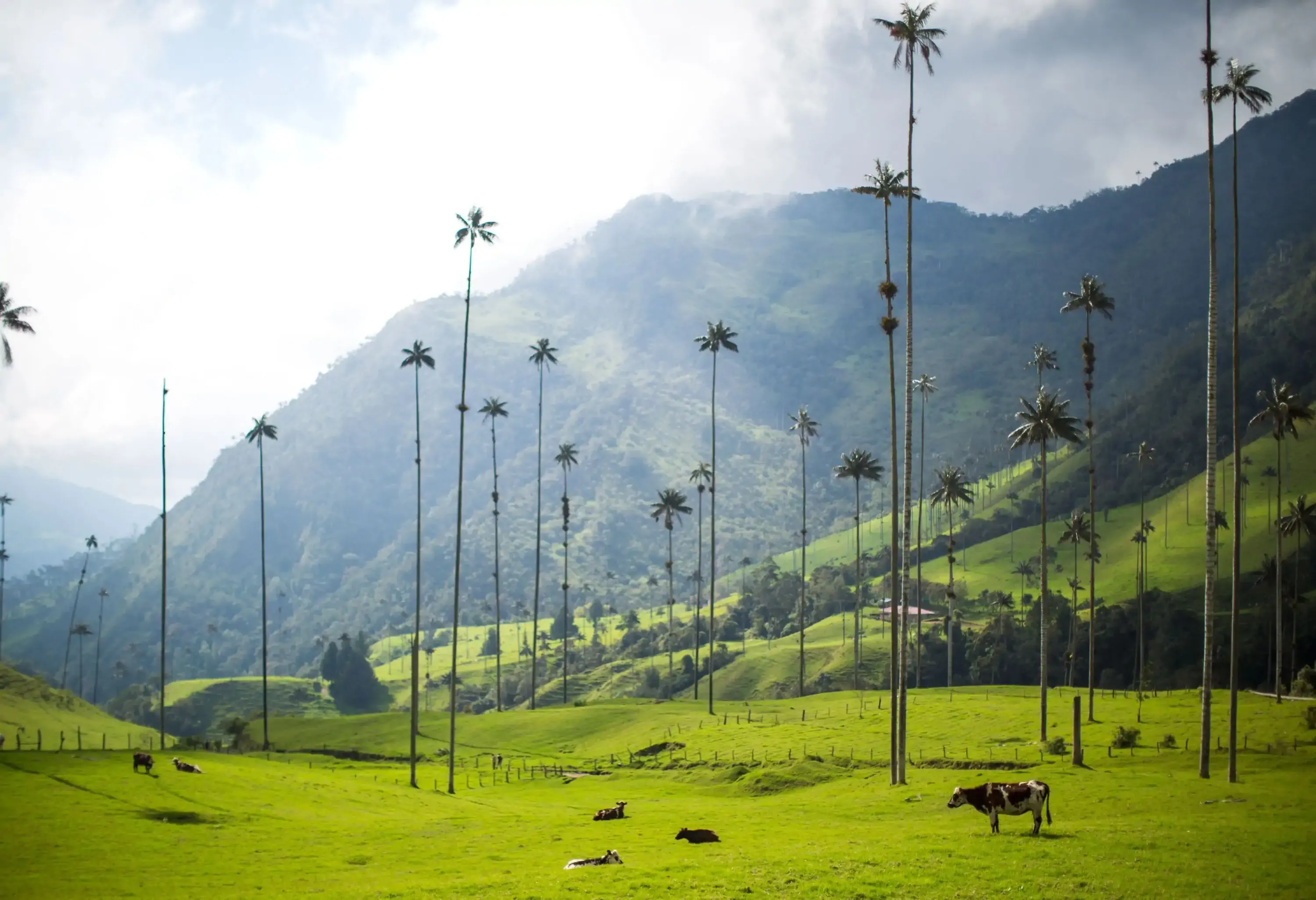 Cows on a green meadow valley and tall palm trees beneath the sloppy forest mountain. 