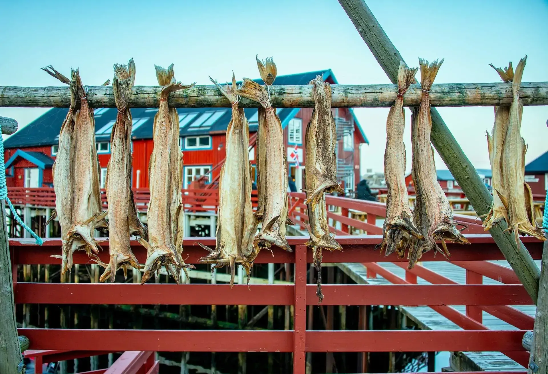 Fresh and dried skrei is one of Norway's most important export products. Drying stock fish cod in Å village with traditional red rorbu houses and fjord on the background in summer, Lofoten Islands, Norway 