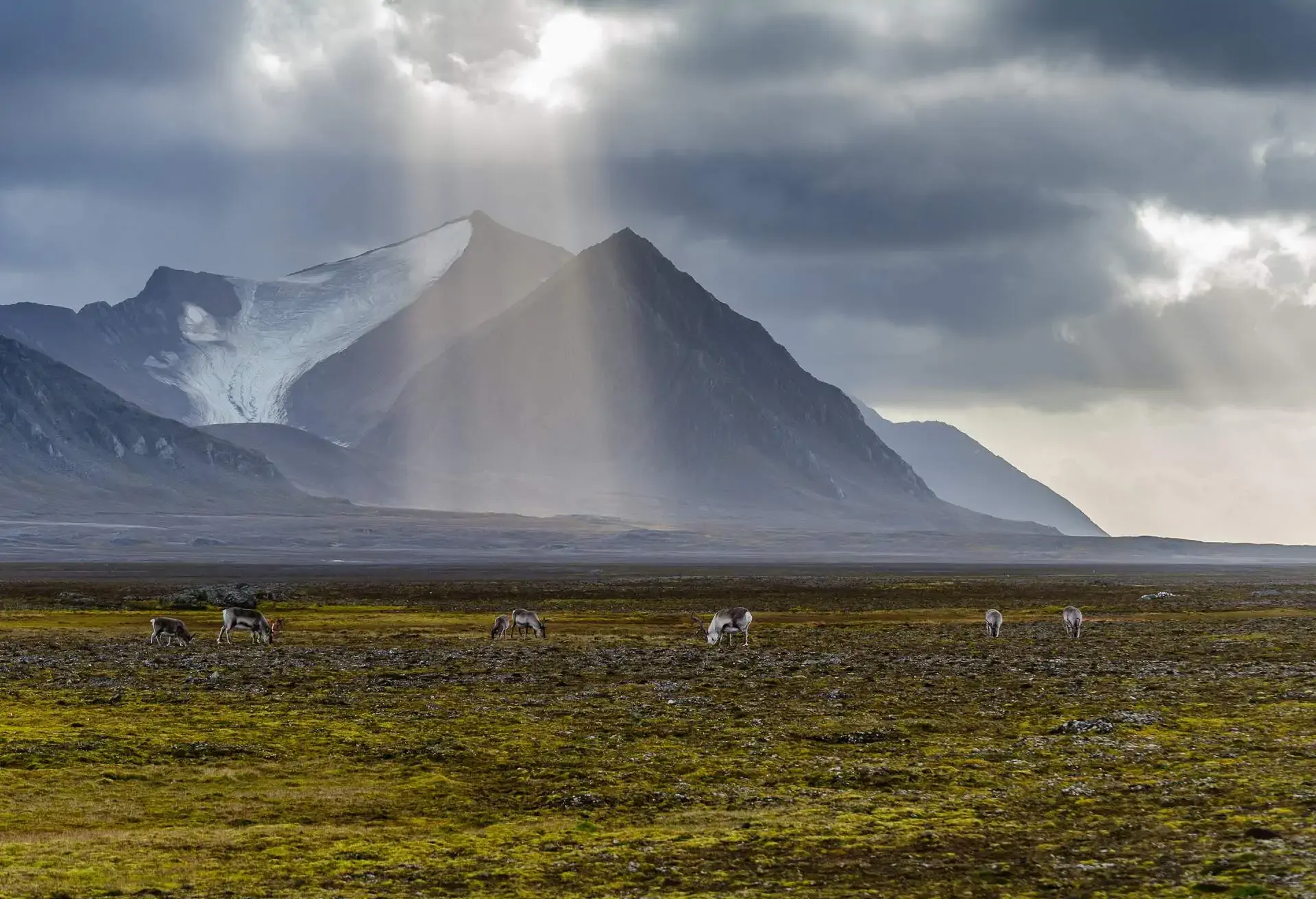 NORWAY_SVALBARD_JAN_MAYEN_ISLANDS_SPITSBERGEN_MOUNTAIN_REINDEER