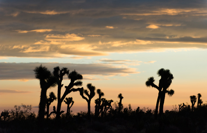 joshua-tree-skønneste-solopgange