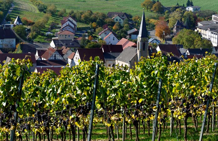 Tag en vandretur gennem de mange vinmarker i Lauda-Königshofen