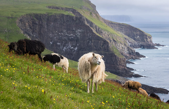 De færøske får klarer på forunderlig vis at indtage selv de allerstejleste skråninger