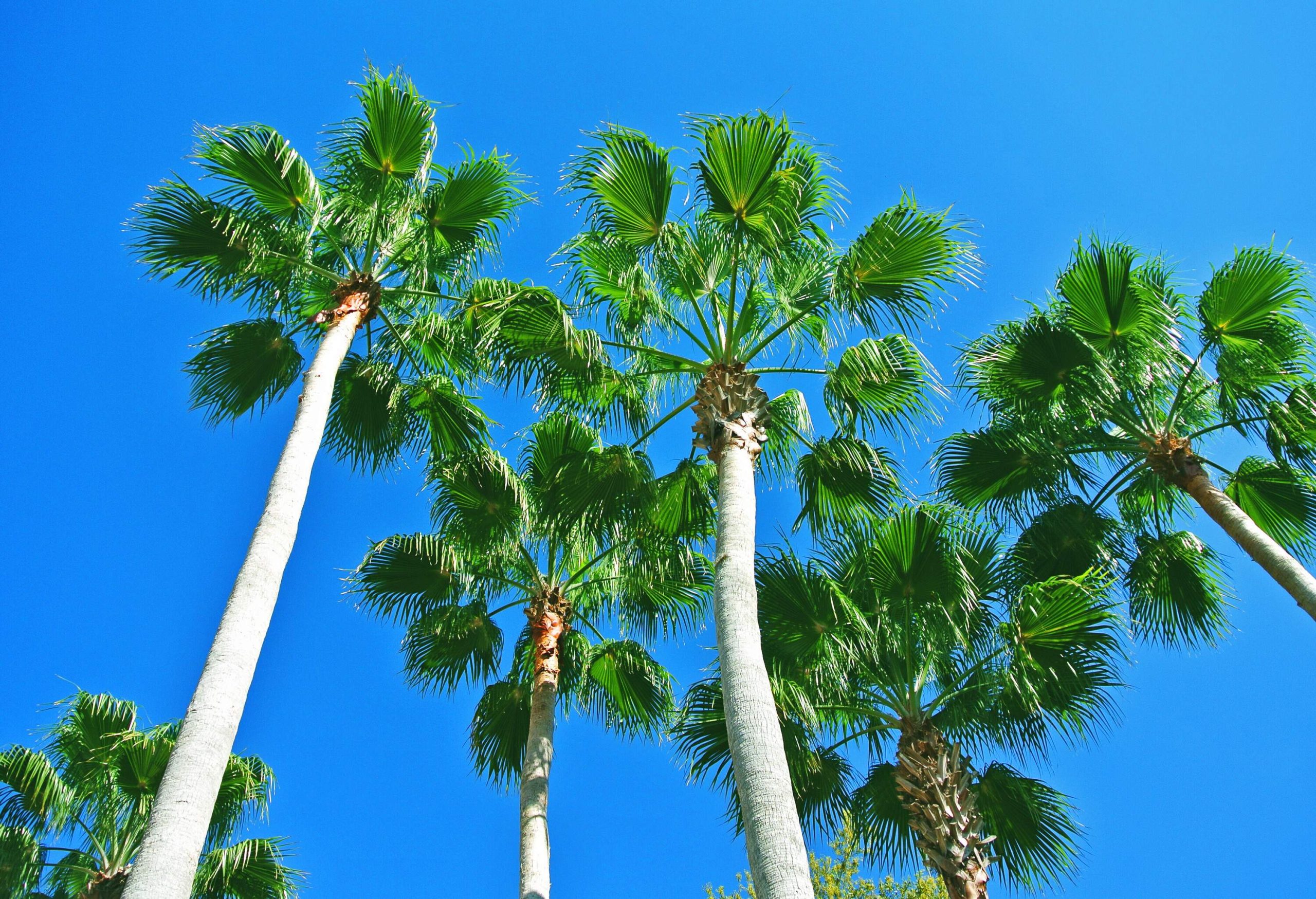 Low angle view of palm trees against a deep blue sky
