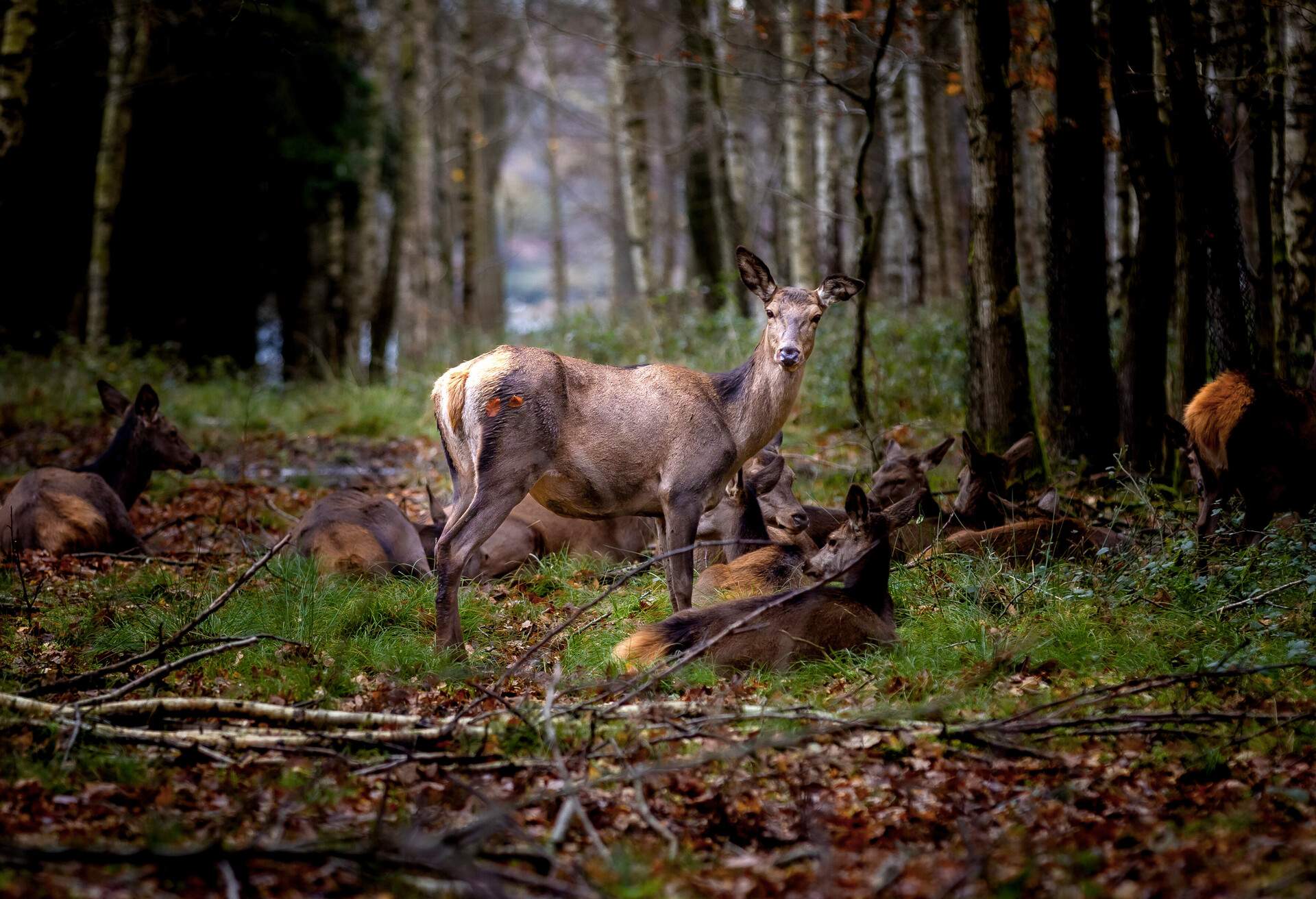 DEST_DENMARK_FYN_FUNEN_DEER_PARK_GettyImages-1357246629