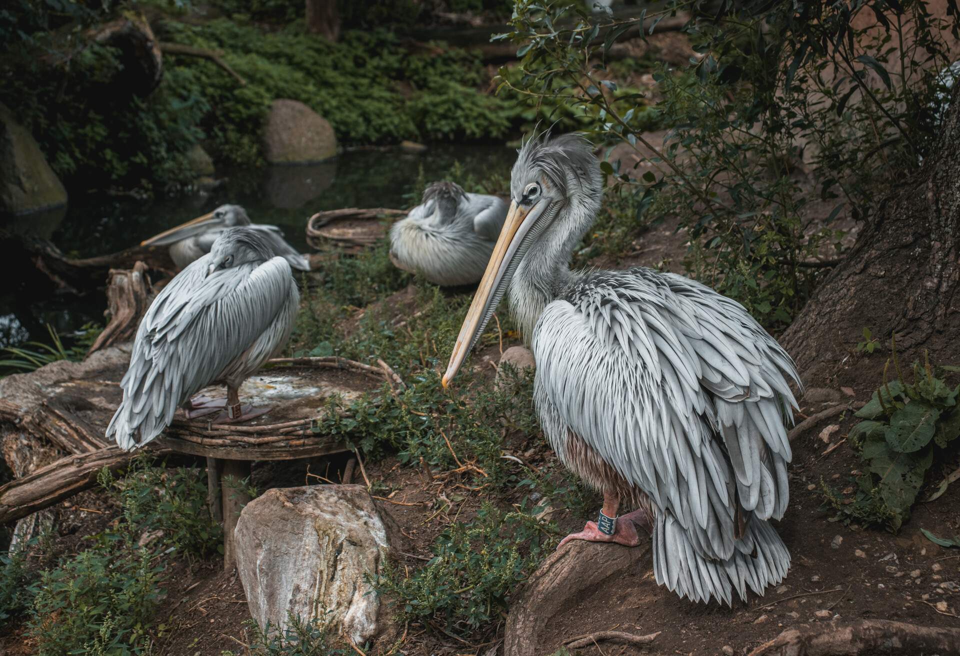 DEST_DENMARK_FYN_FUNEN_ODENSE_ZOO_GettyImages-1192263760