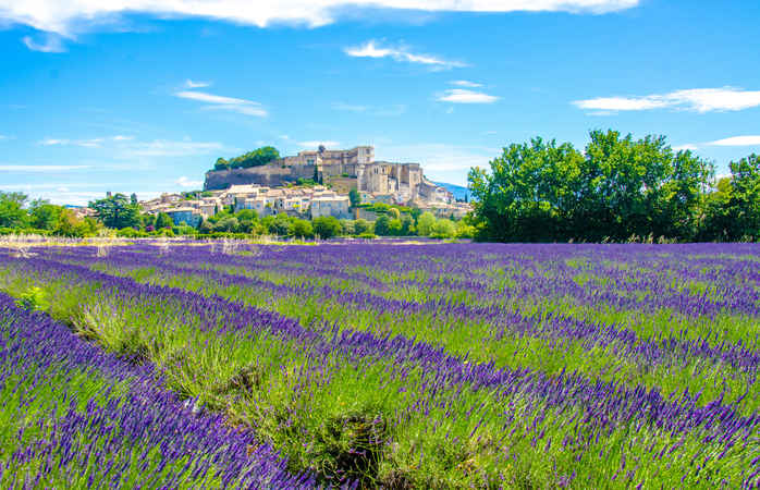 Summetime enjoying the Lavender season in France, Provence