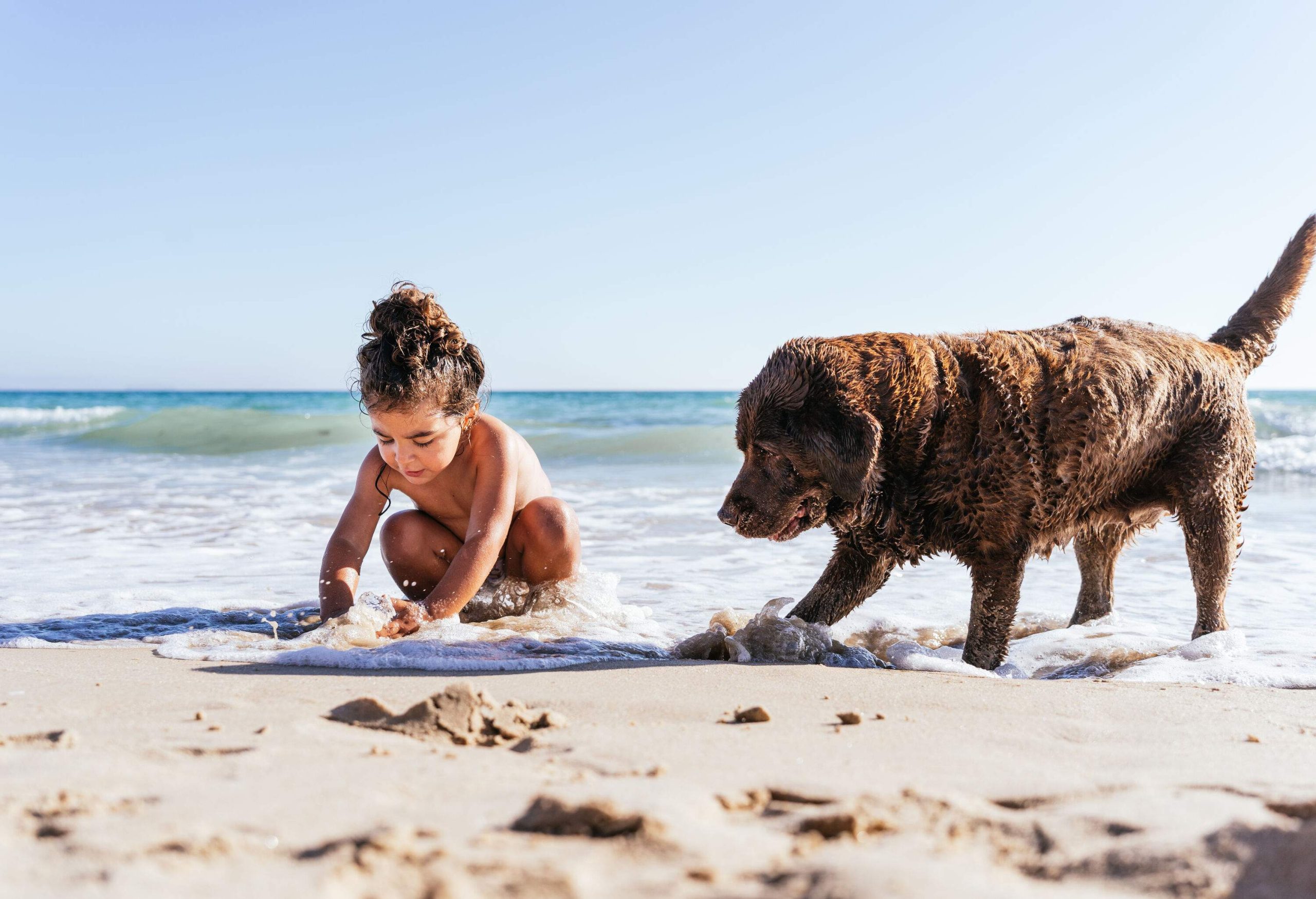 A little kid with a damp brown fur dog on the shore of the beach.