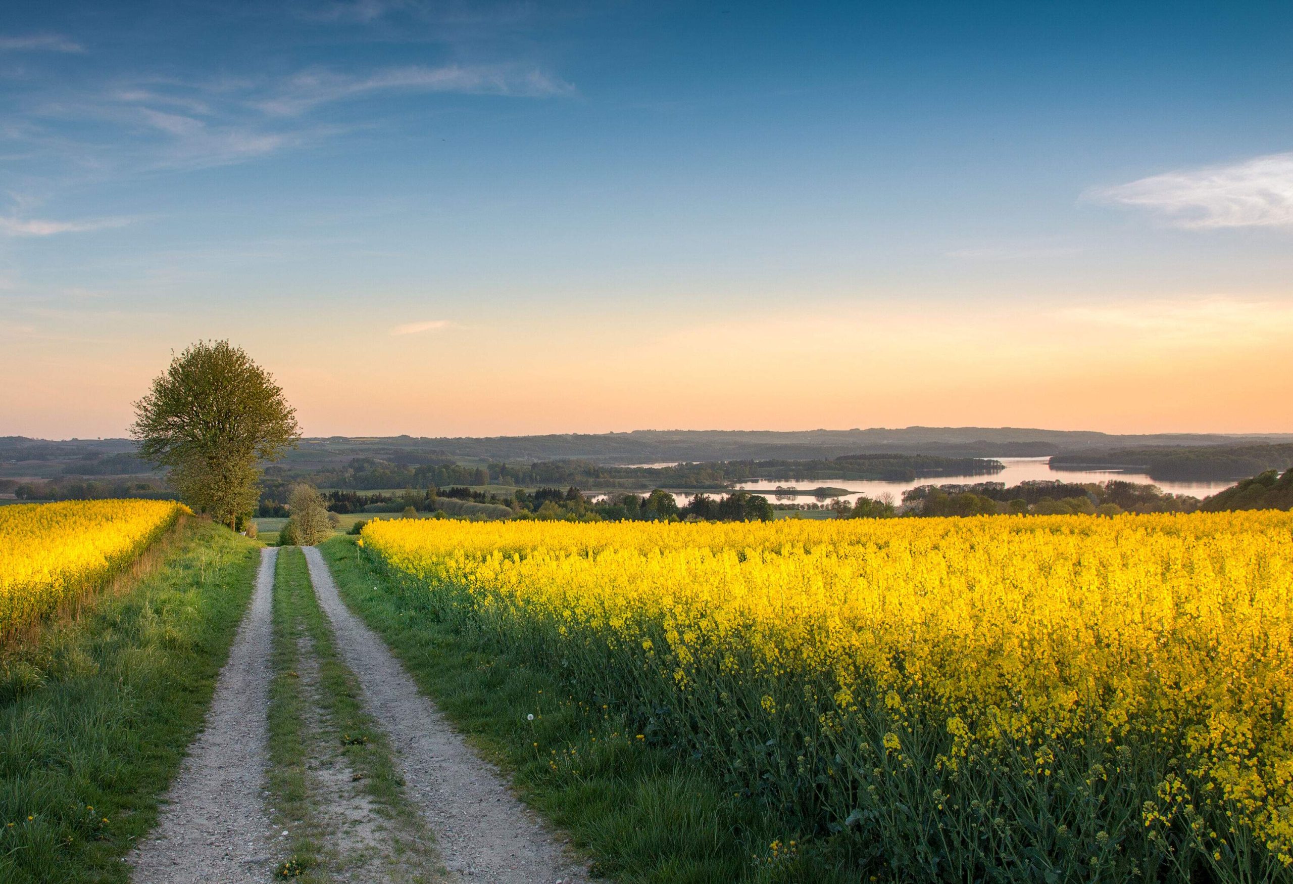 A straight dirt path runs through a field of bright yellow rapeseed, overlooking the lake and trees. 