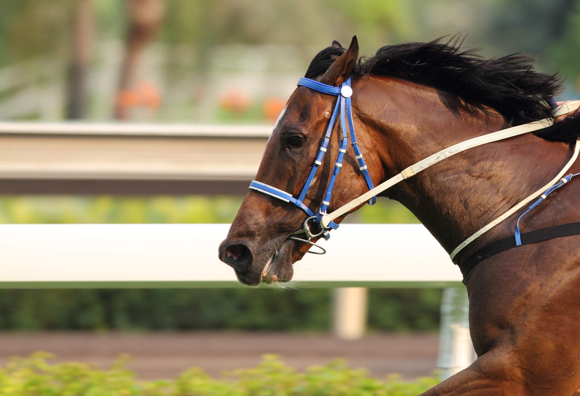 Close-up of a horse head.