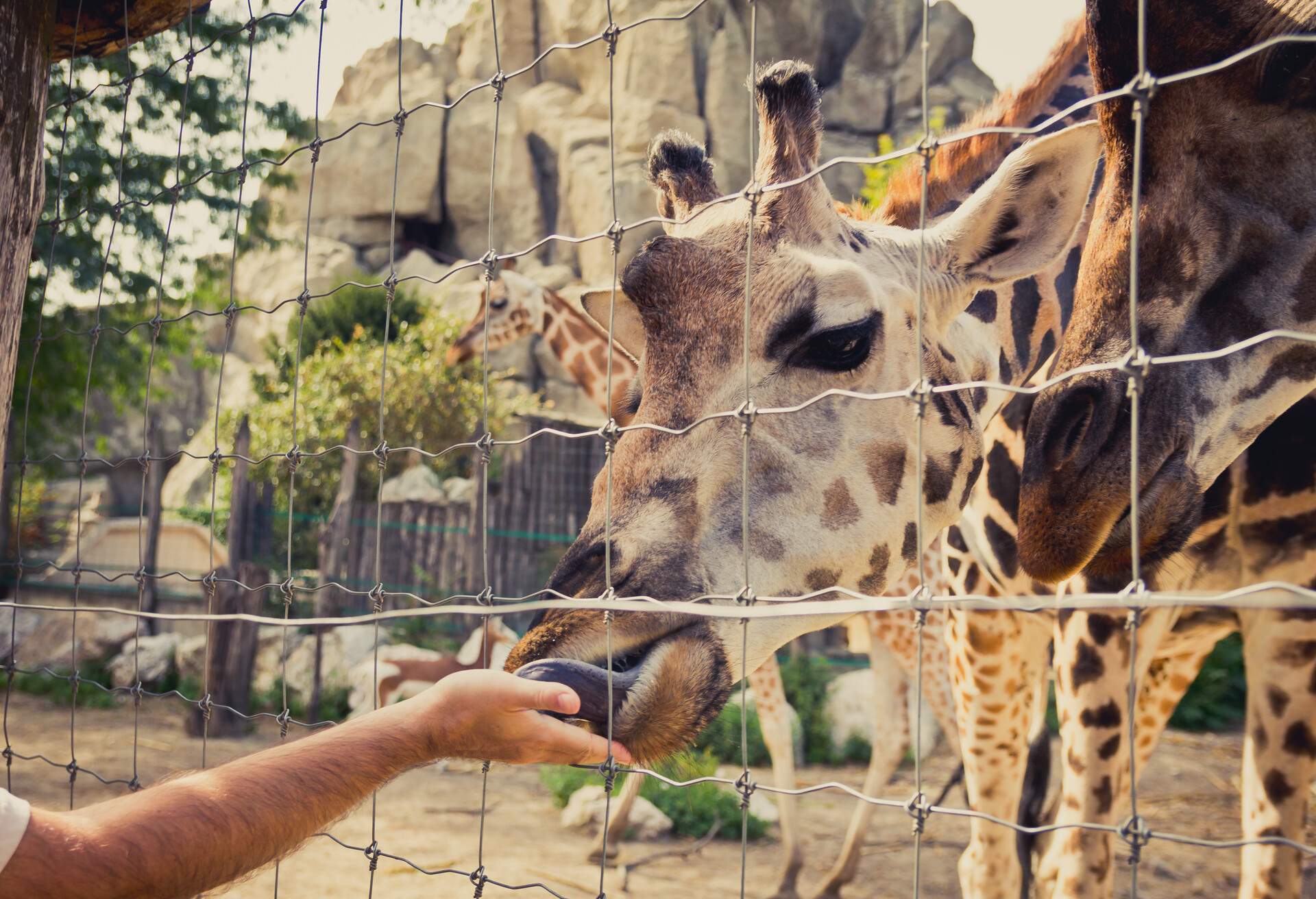 DEST_HUNGARY_BUDAPEST_ZOO_GettyImages-494939312