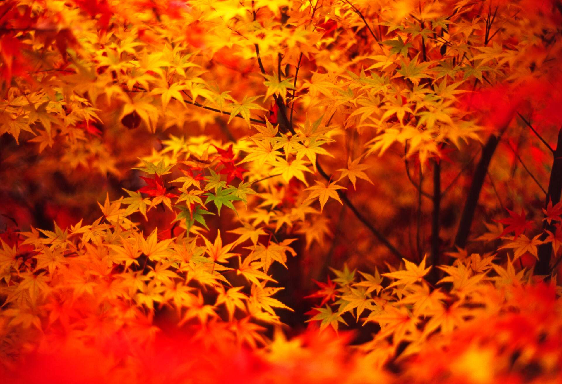 THEME_AUTUMN_LEAVES_GettyImages