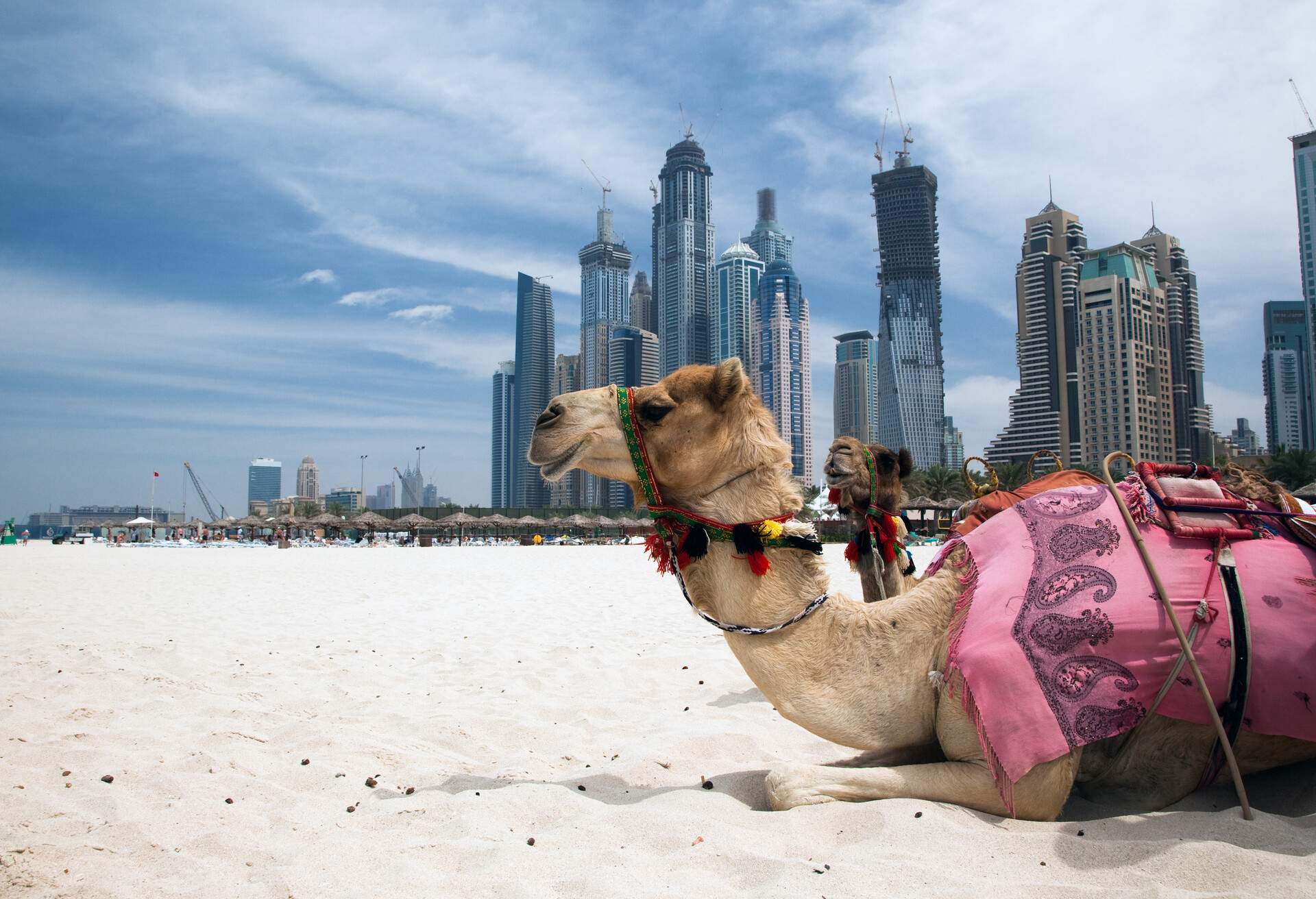 DUBAI Camel at the urban background