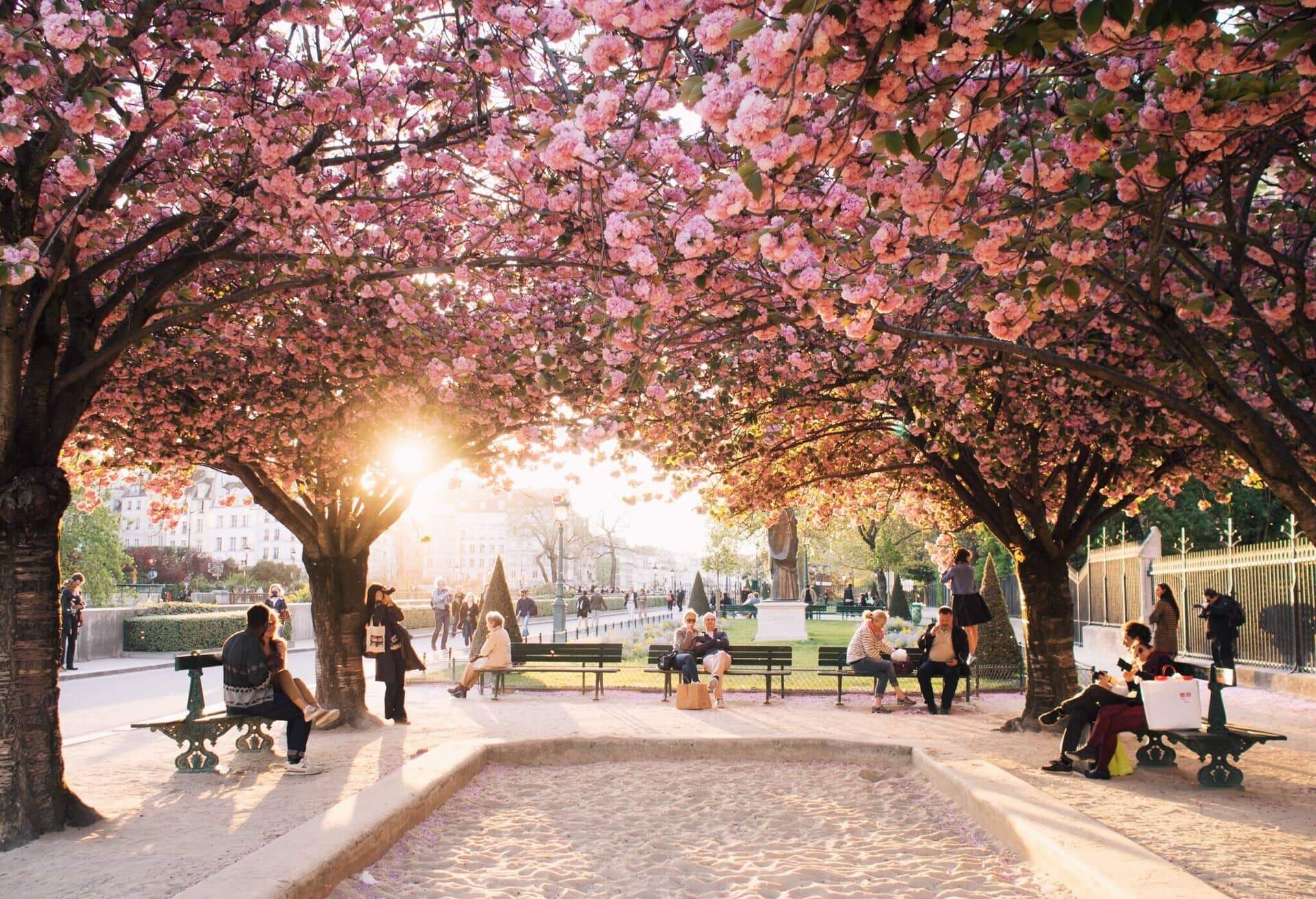 paris cherry blossoms