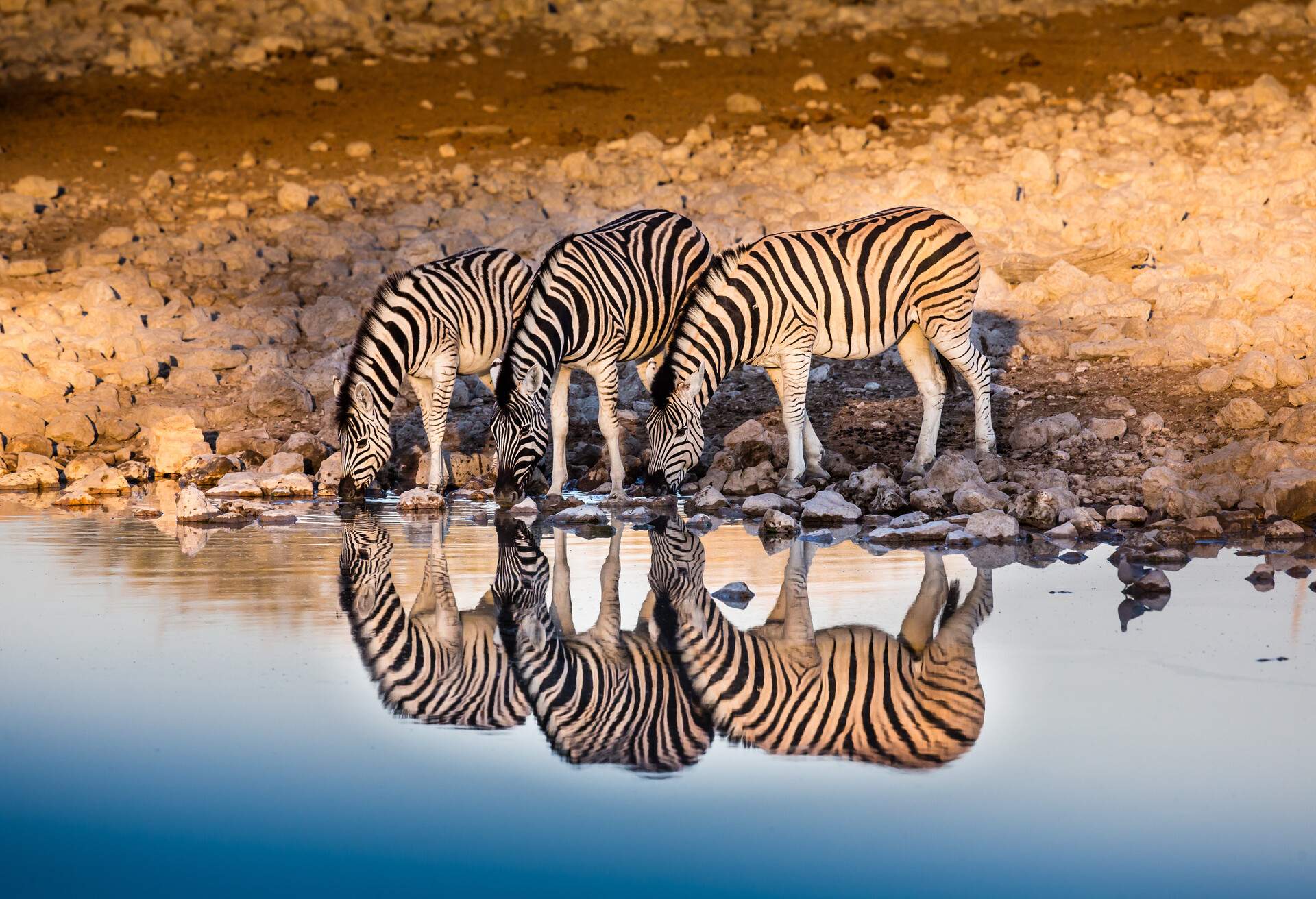 namibia etosha national park