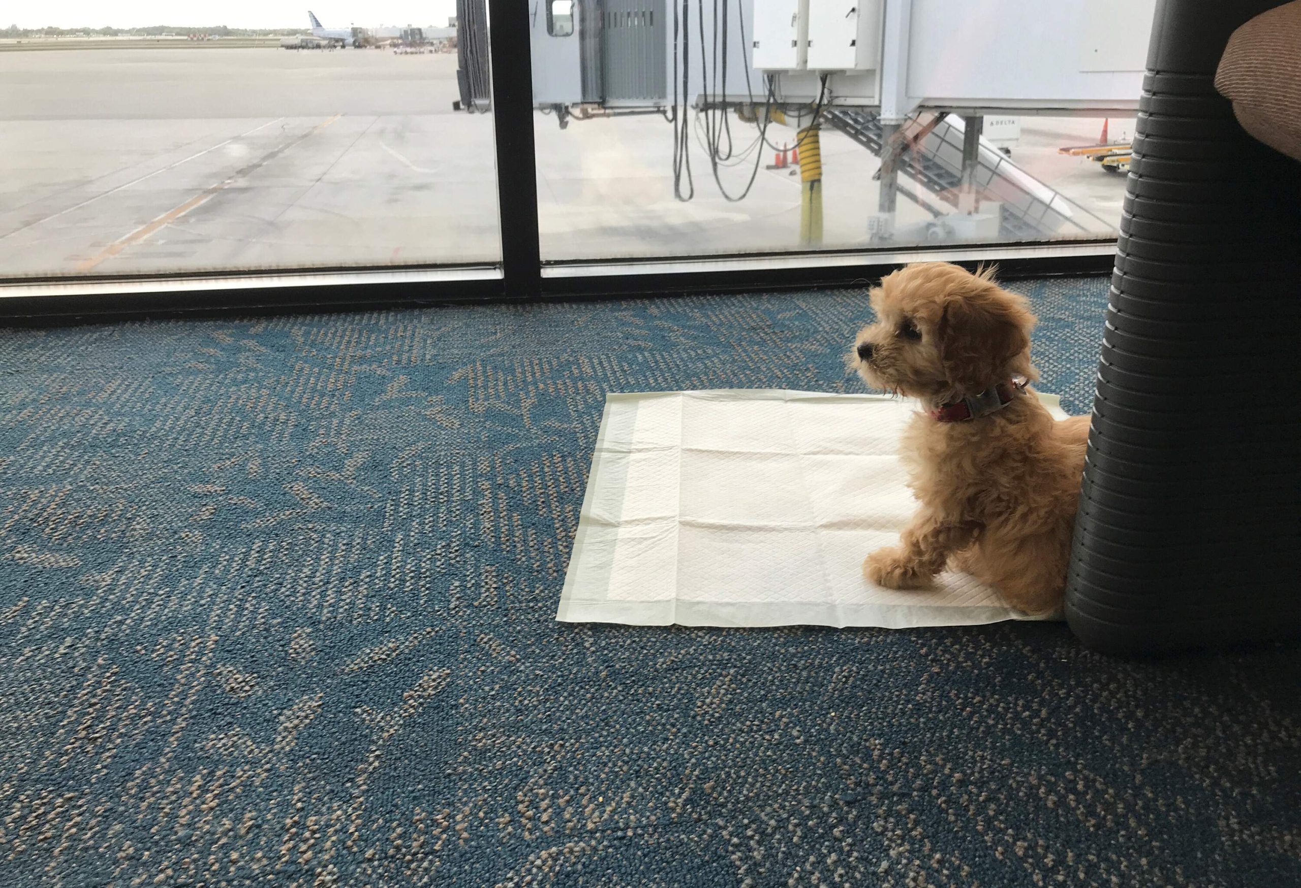 A brown dog sitting on a training pad in an airport terminal.