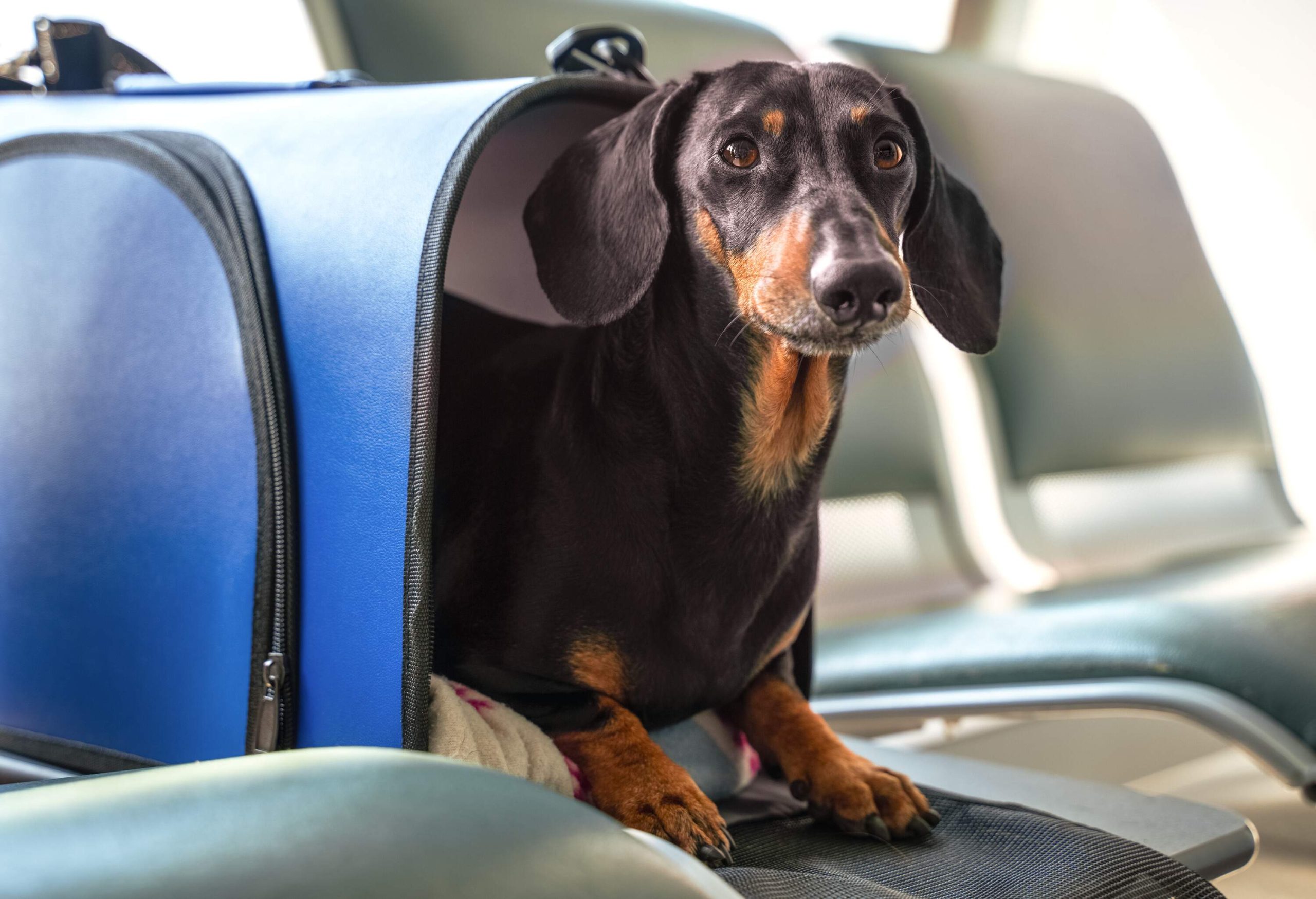 A curious-faced dachshund dog peering out of a carrier bag set on top of a chair.