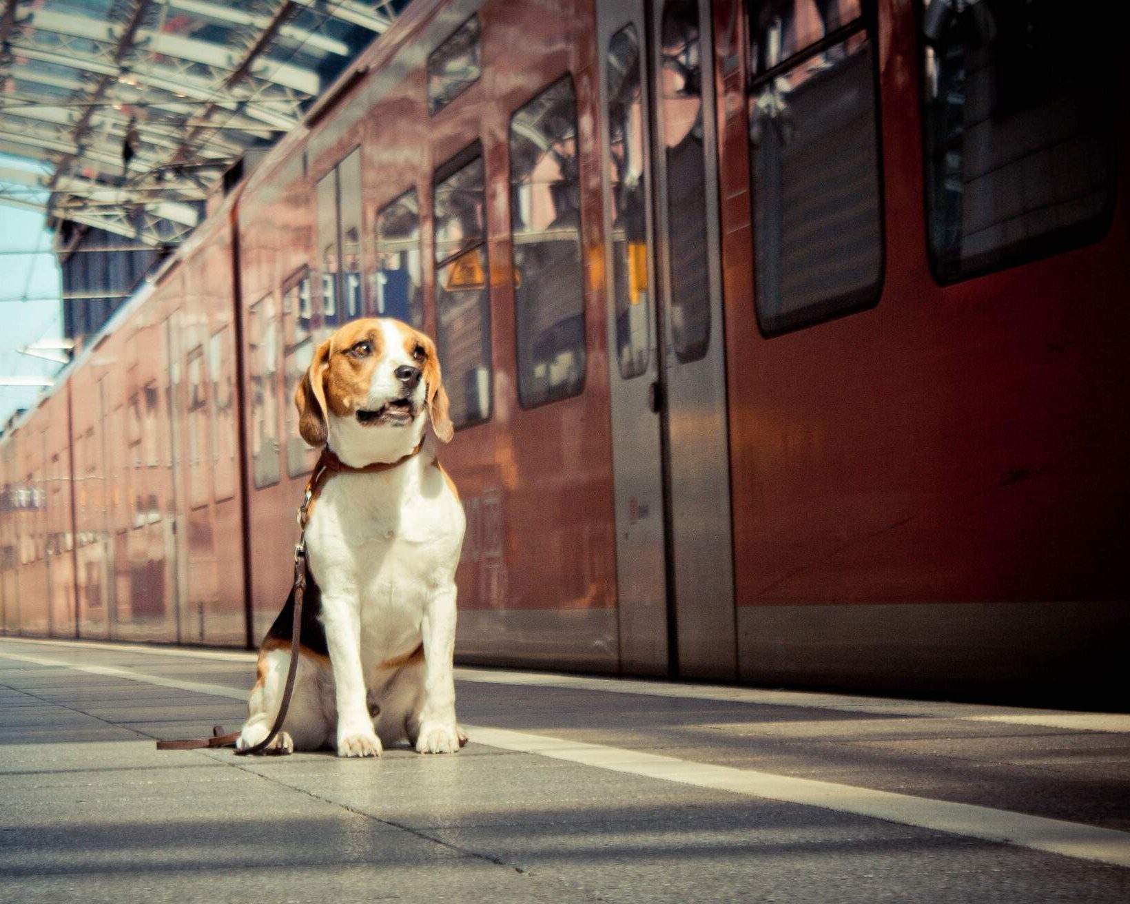 Ældre i det mindste legeplads Hvad du skal huske på, når du rejser med kæledyr i tog