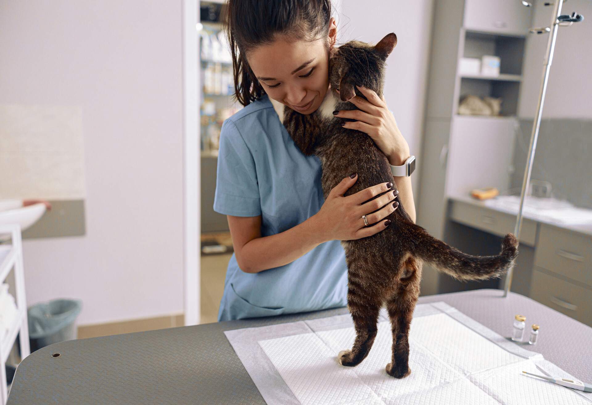 Vet examining cat