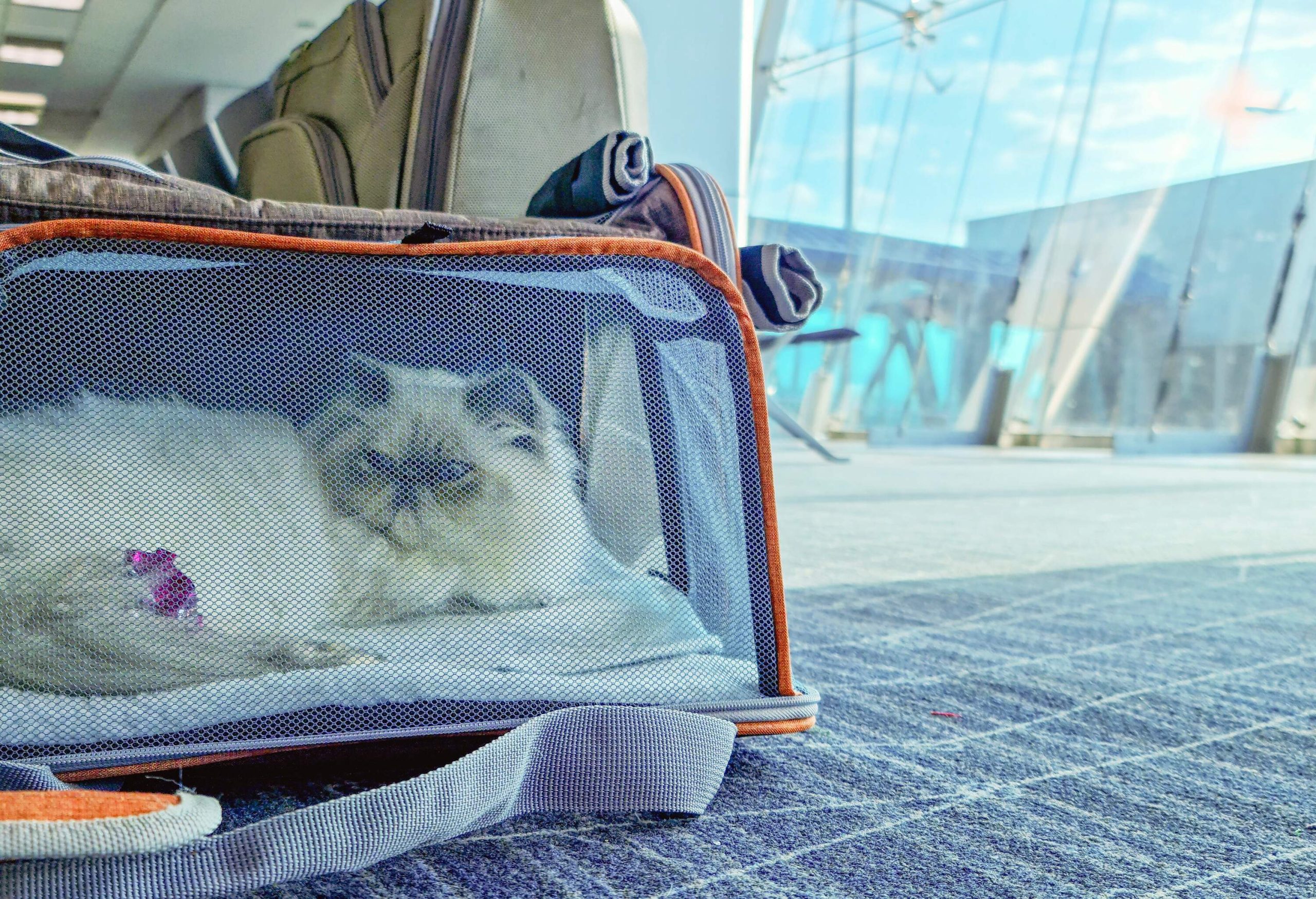 A fluffy cat rests inside a carrier beside a luggage.