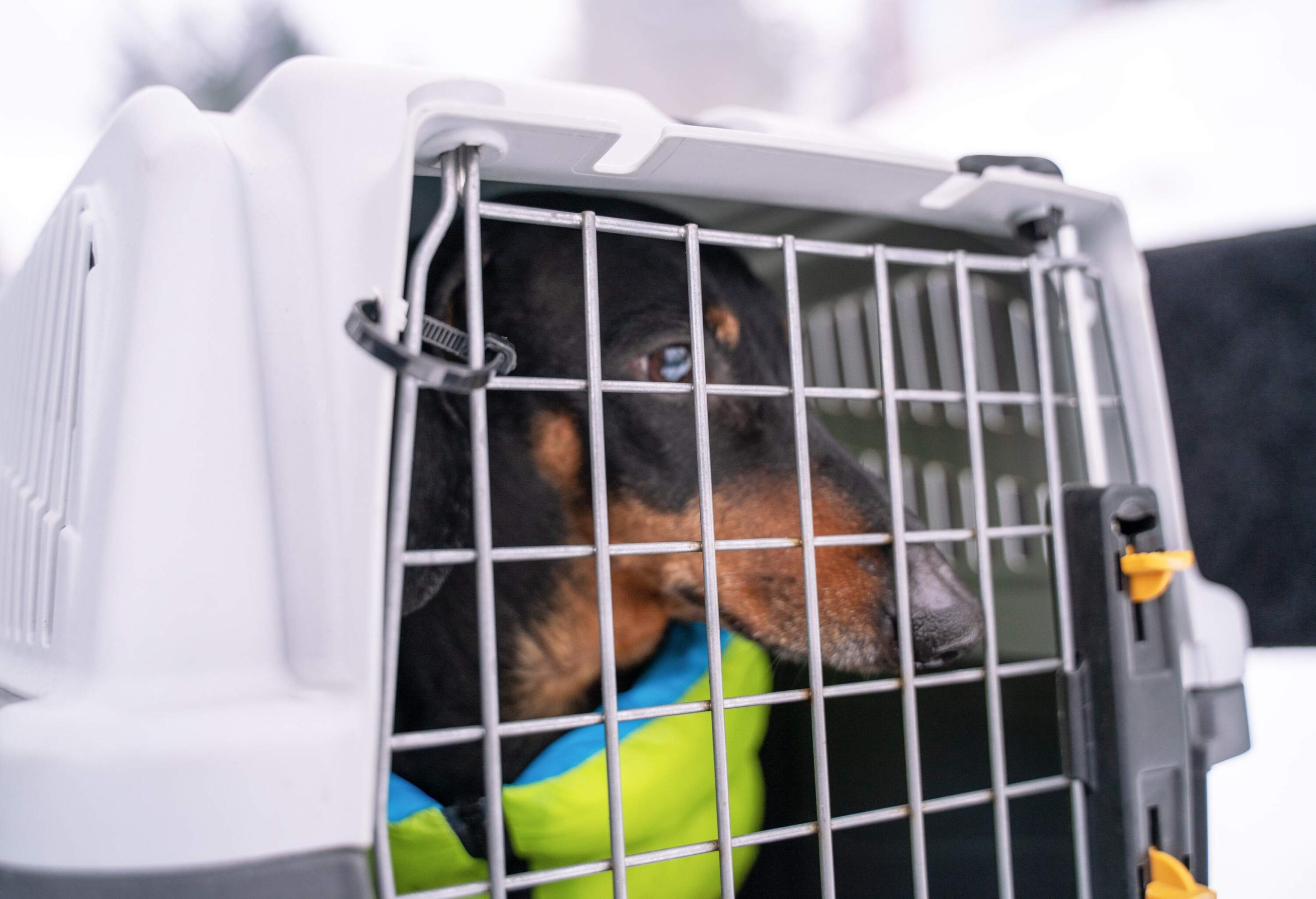 A black dog placed in a pet carrier.