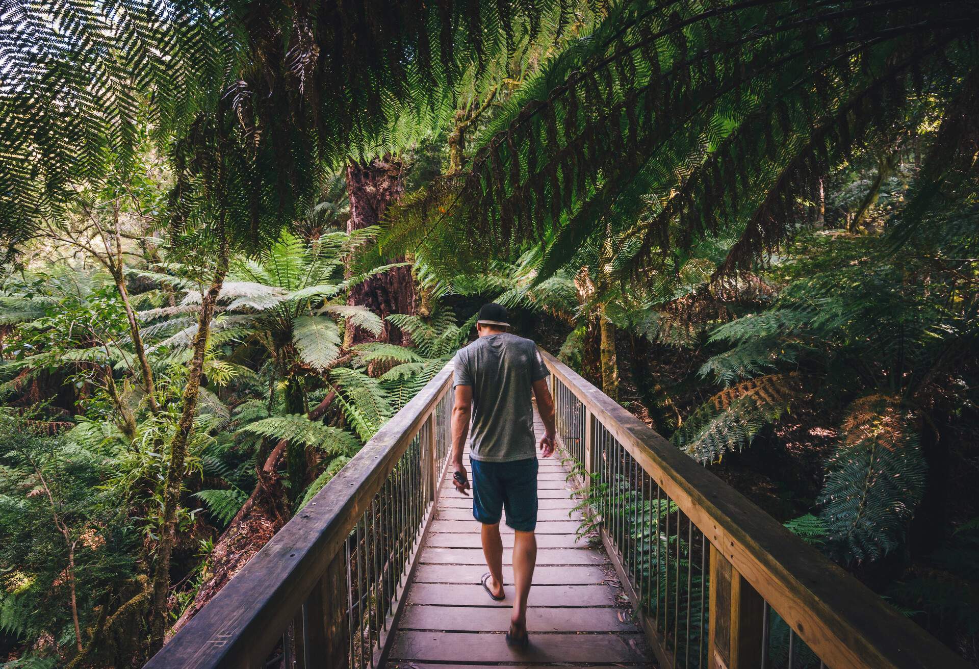 australia_victoria_apollo_bay_forest_man_great_otway_national_park