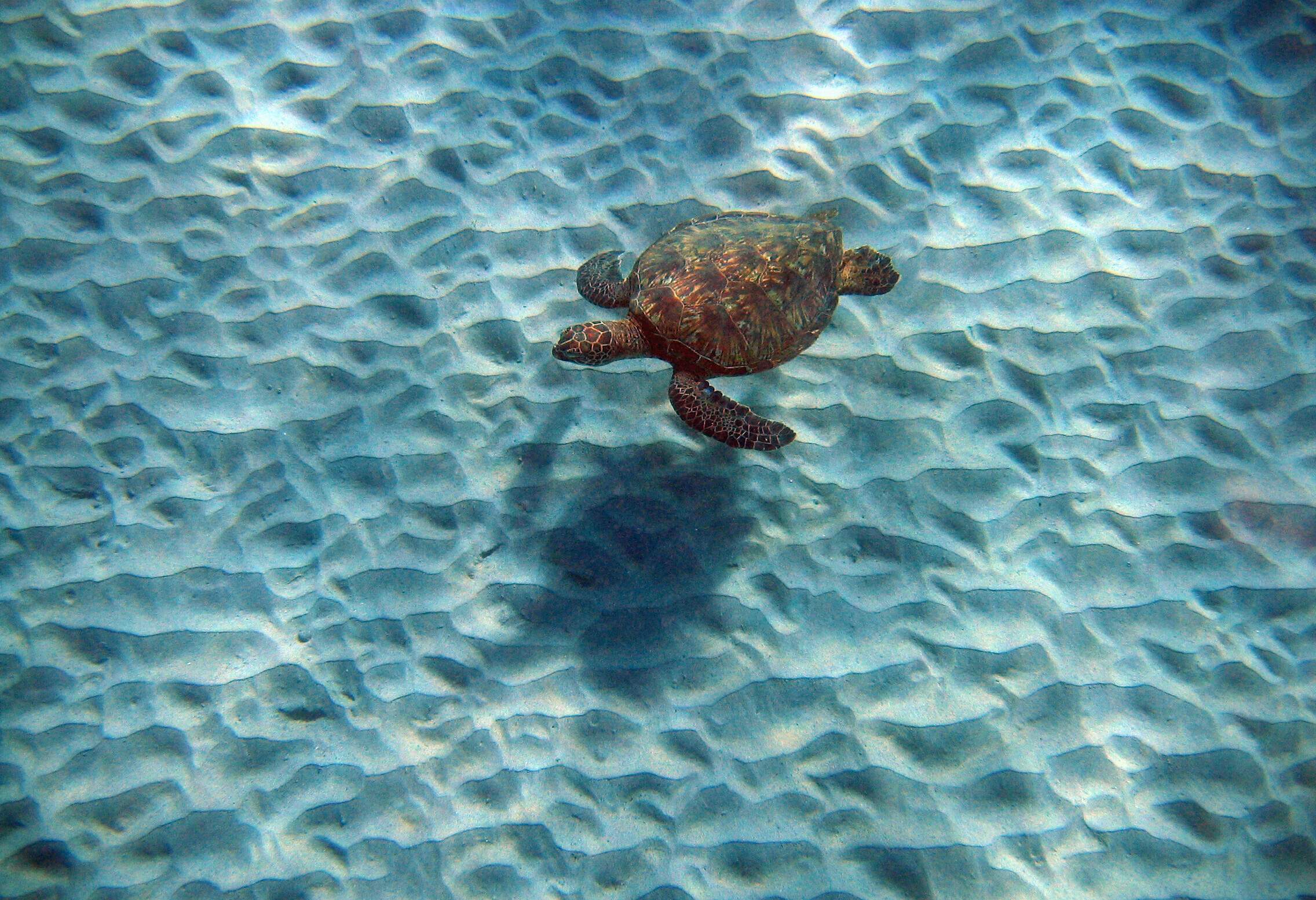 A sea turtle swimming in clear blue water in the Bahamas, Caribbean