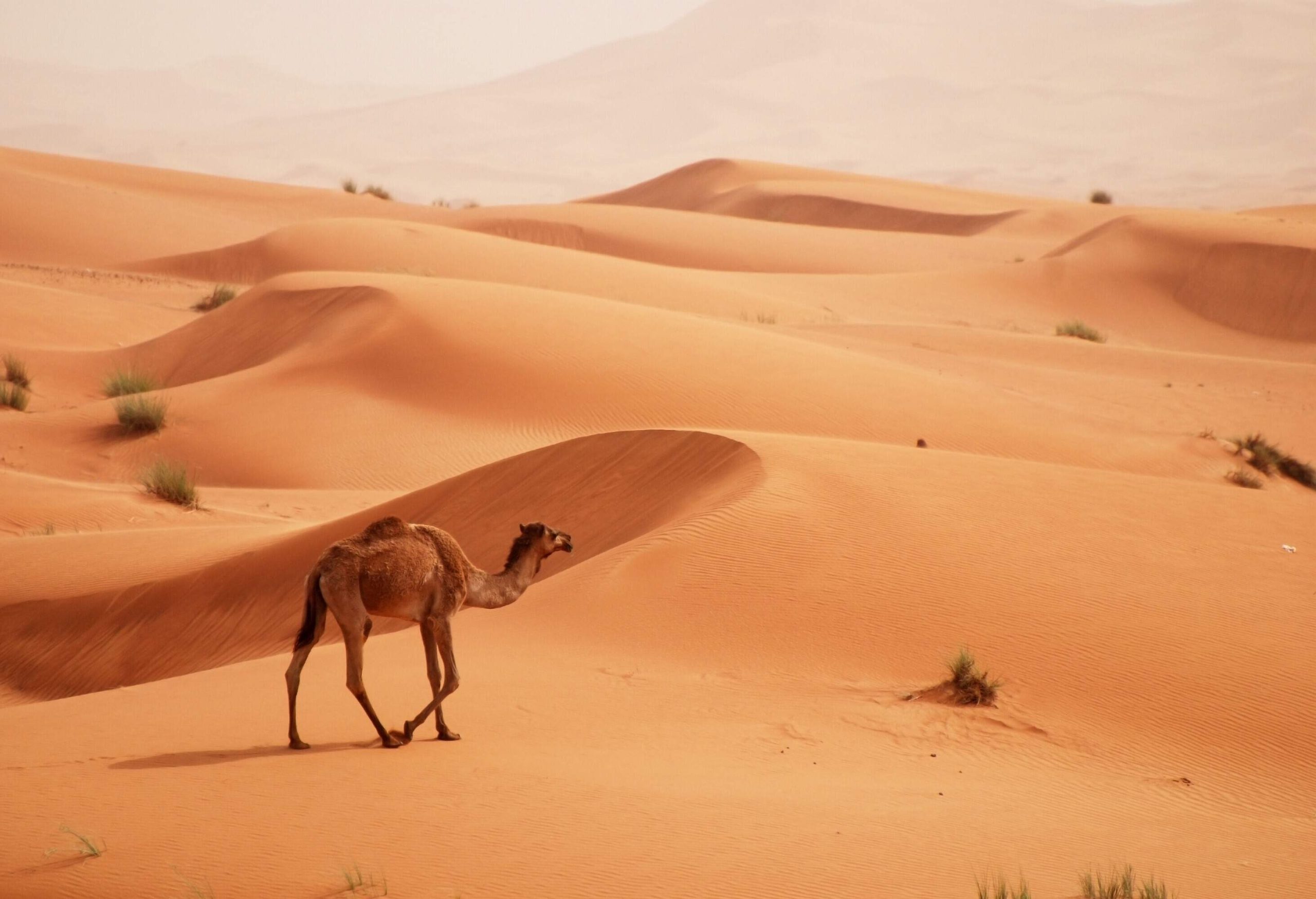 A camel walks through the desert sand dunes.