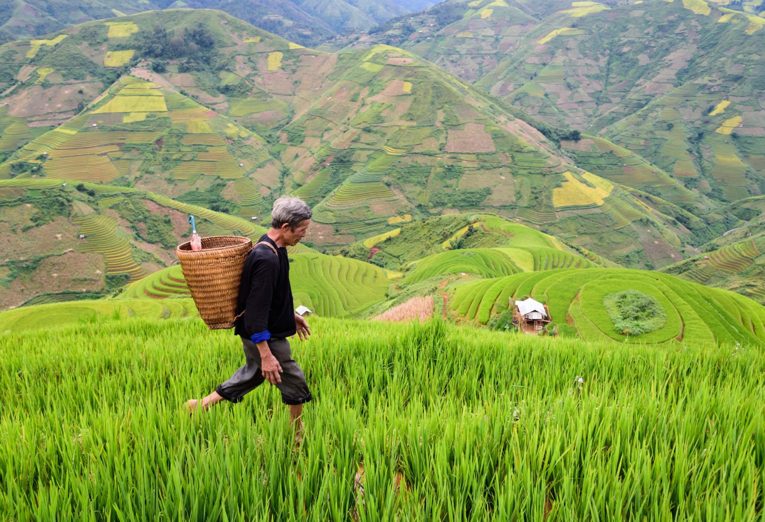 A senior farmer walks on the lush terraced rice fields carrying a basket on his back.