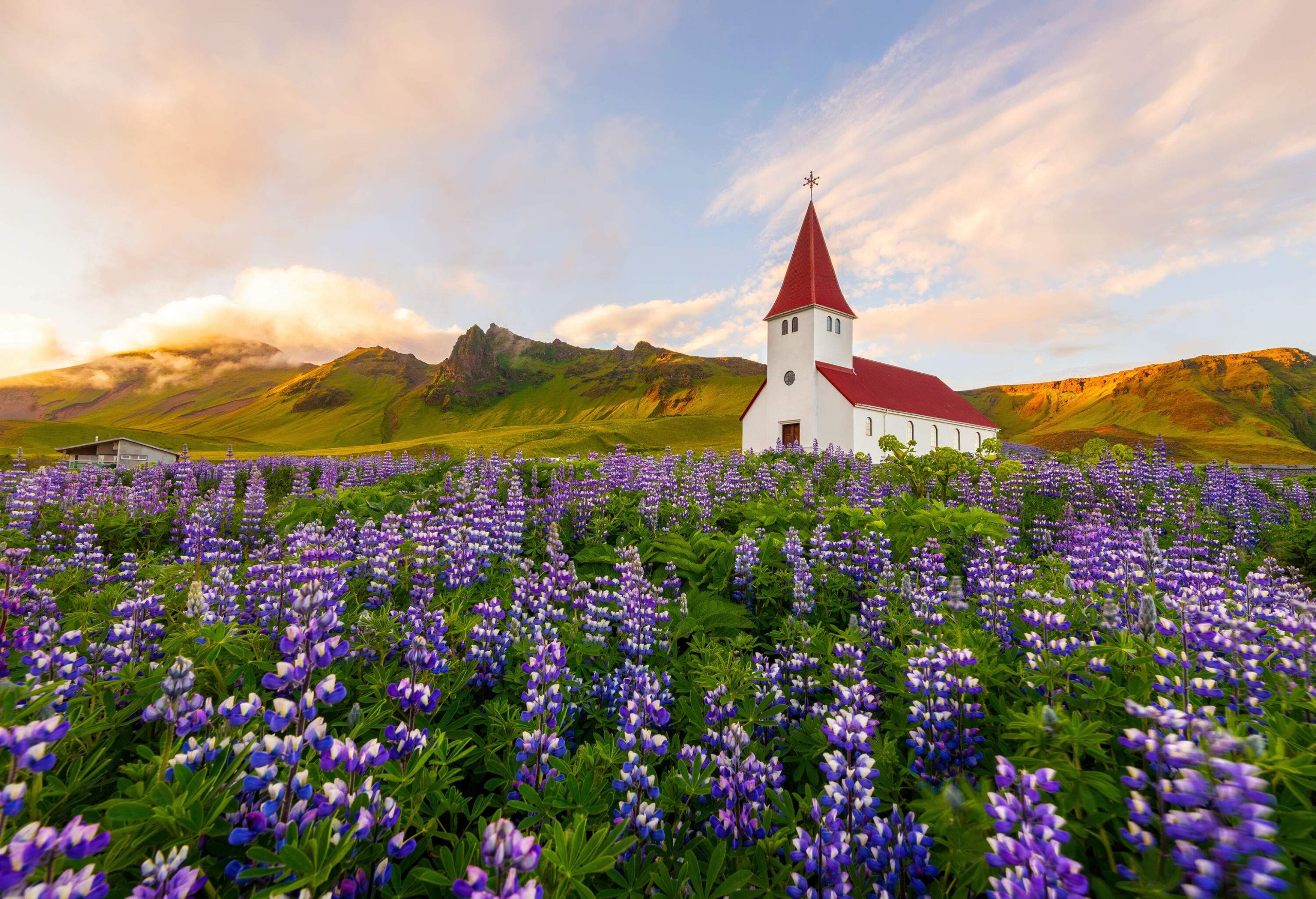 A small white church with a red roof lies on the mountainside, surrounded by lush lupine flowers in full bloom.