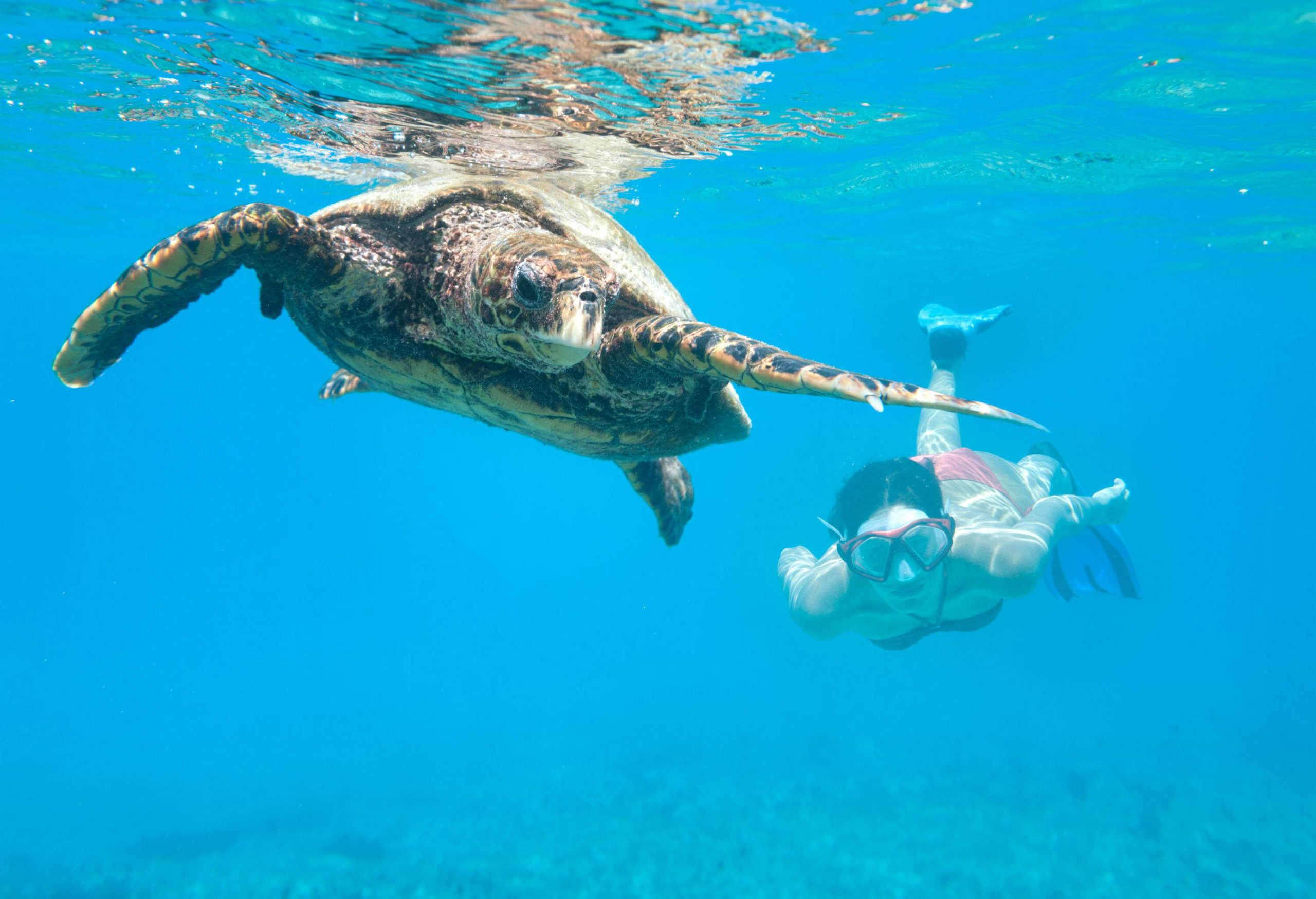 A woman swimming with a sea turtle.