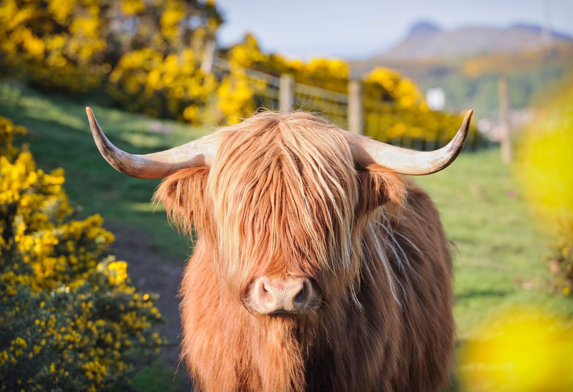 Highland Cow among flowering gorse in rural Scotland