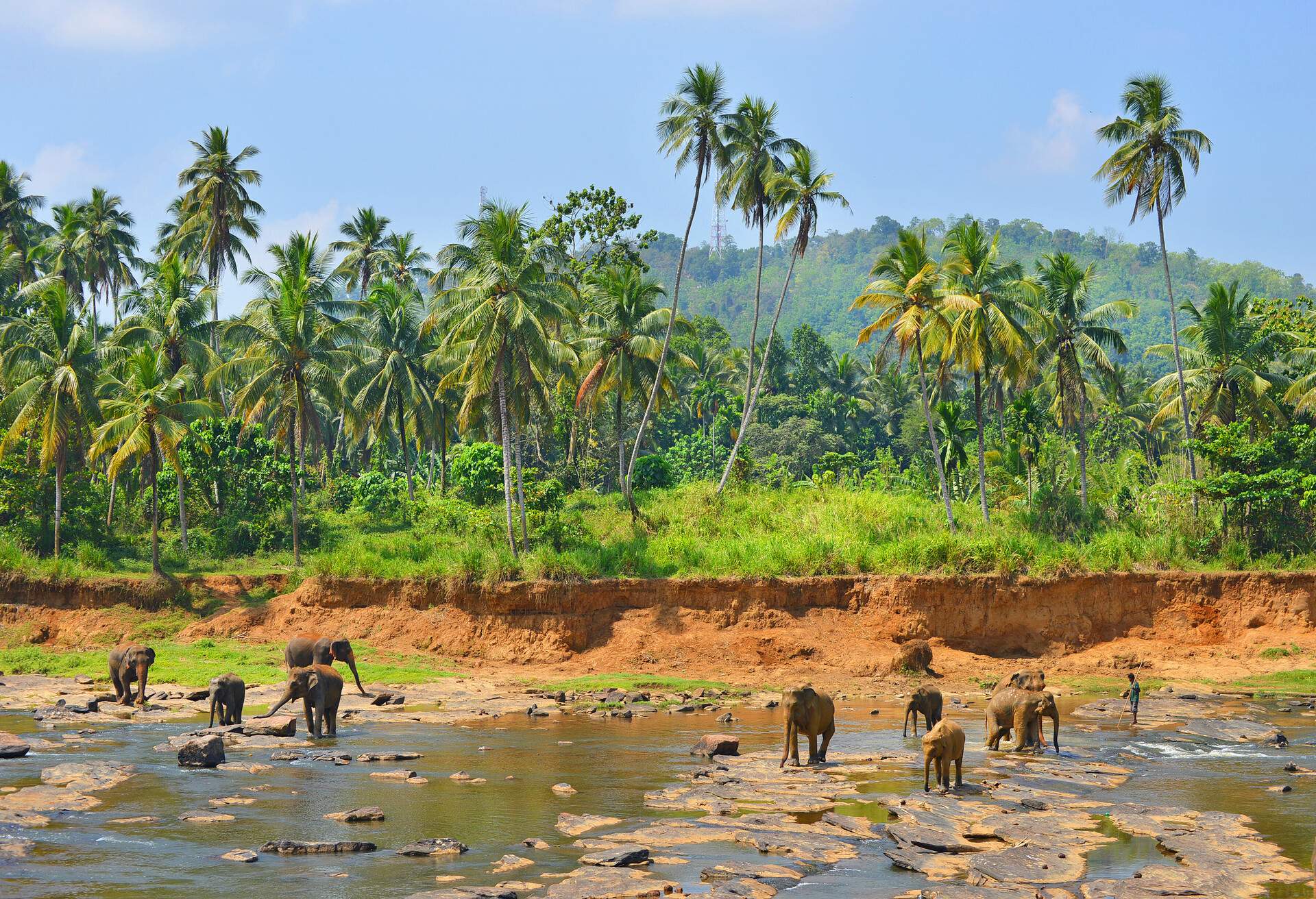 Monkeys in Yala National PArk, Sri Lanka