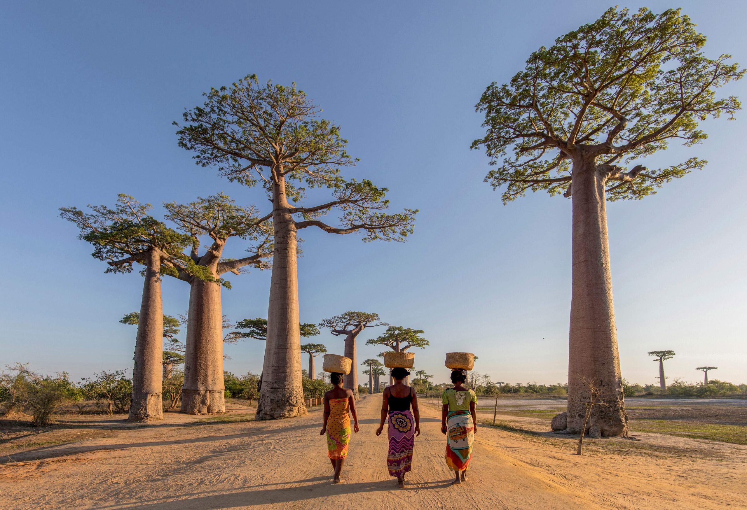 Three female locals carrying woven baskets on their heads walk on the sandy road between the large baobab trees.