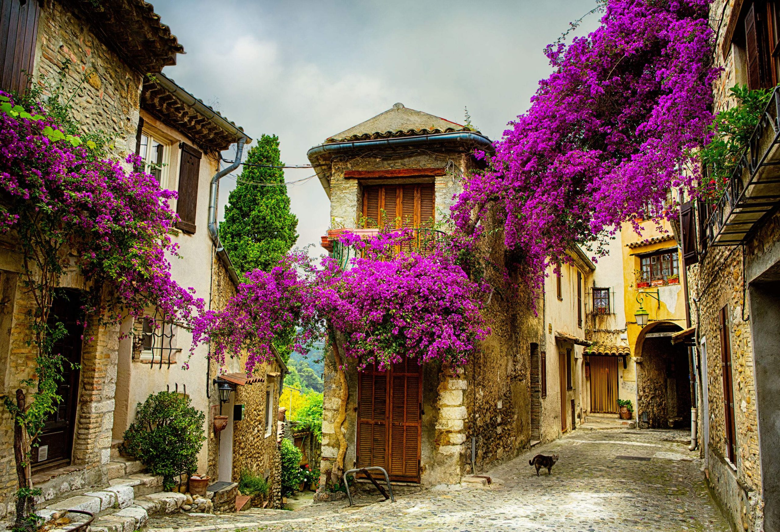A cobblestone street lined with old stone houses covered with vibrant purple bougainvillea plants.