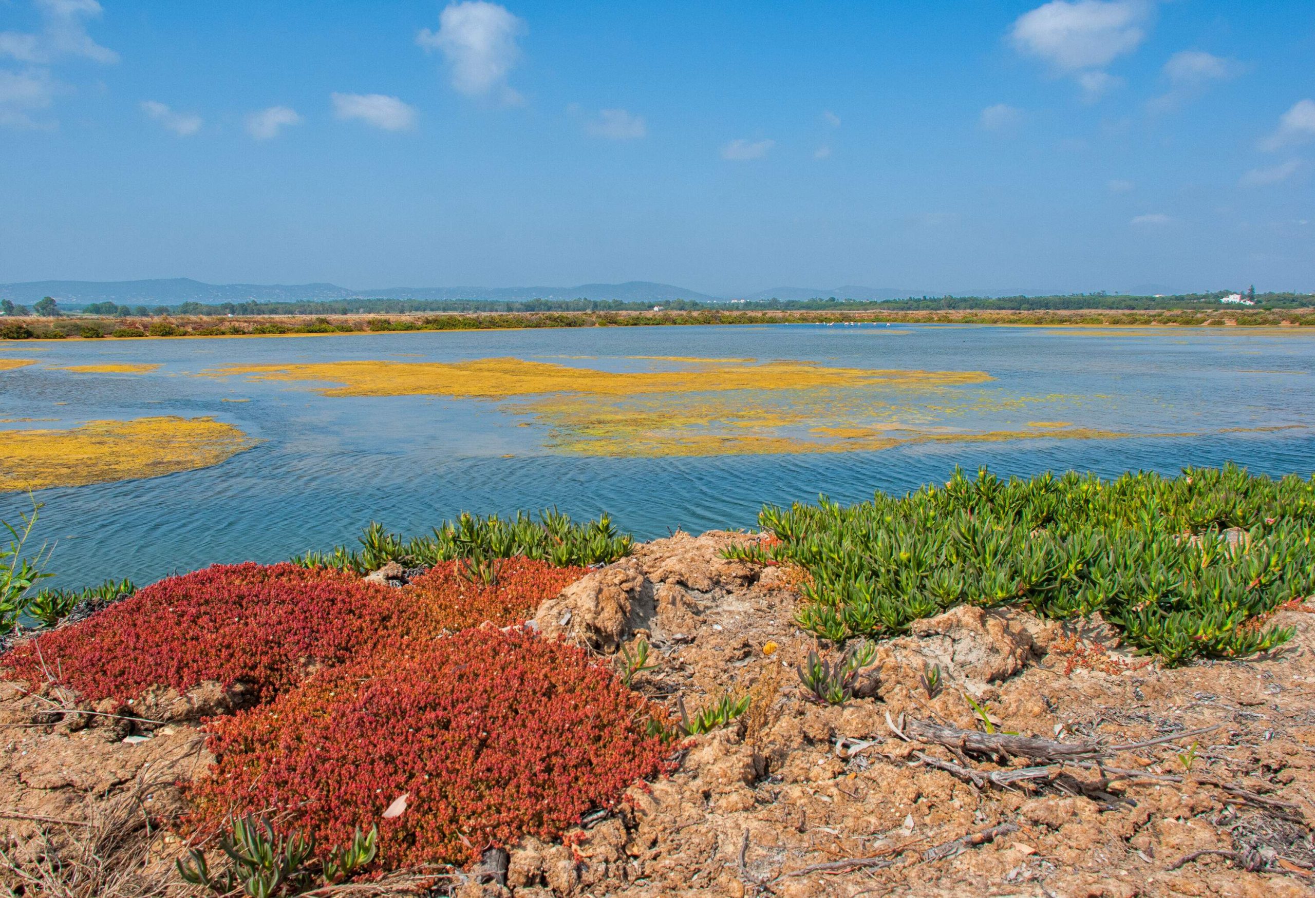 A marshland with plants growing on the rugged terrain surrounding it.