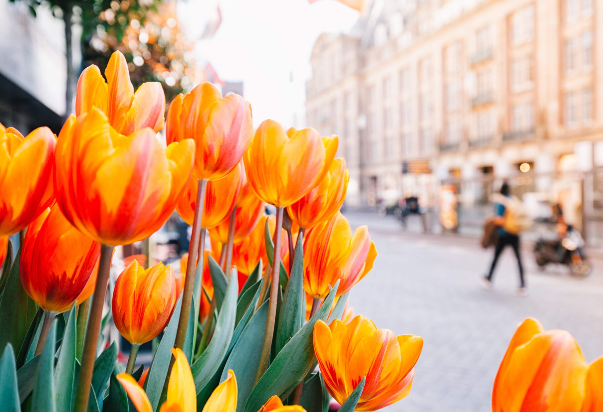 Beautiful tulips in deep orange hues in the foreground and buildings across the street in the background.