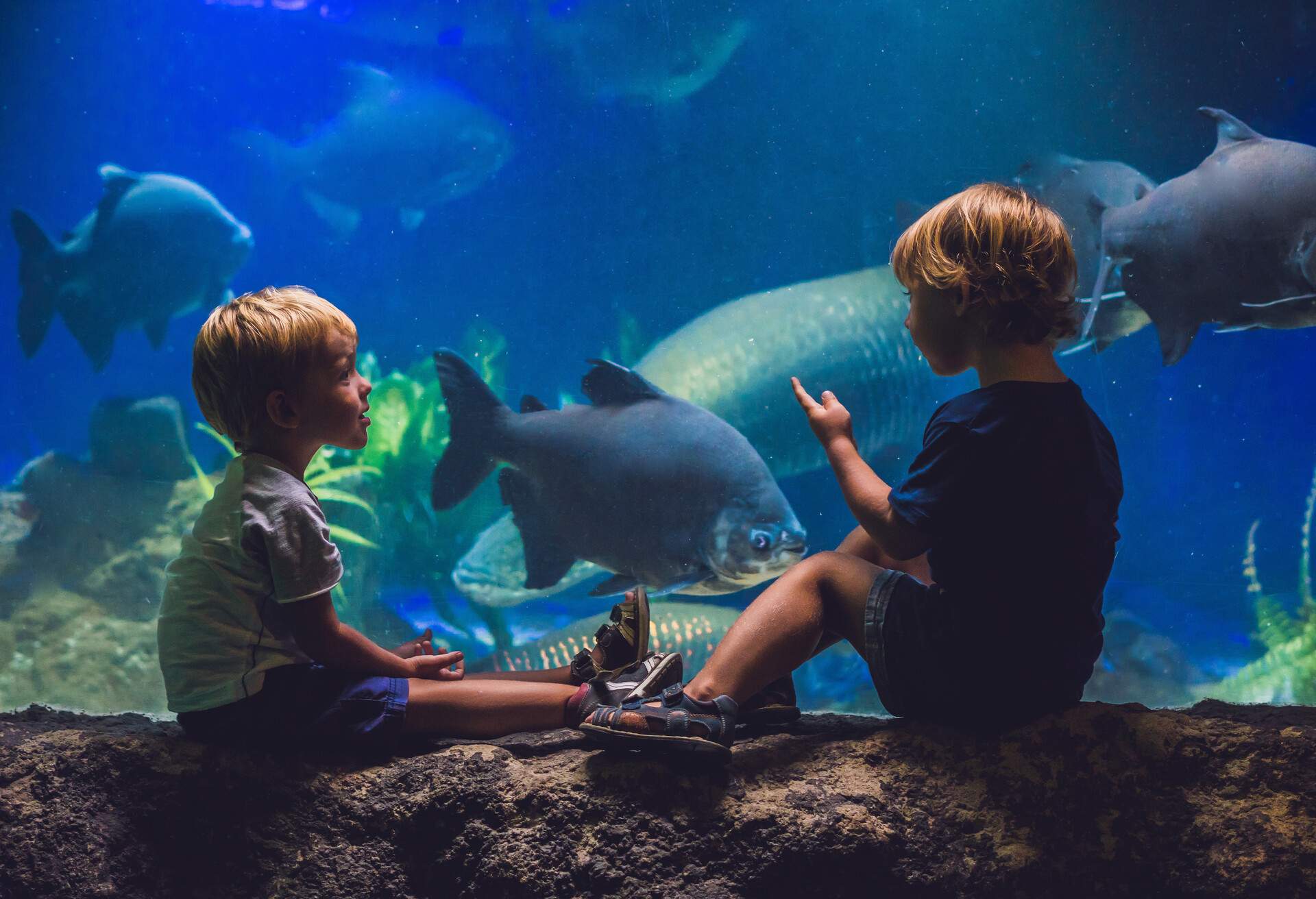 Two young boys sitting on a stone are looking at the fish through the glass aquarium.