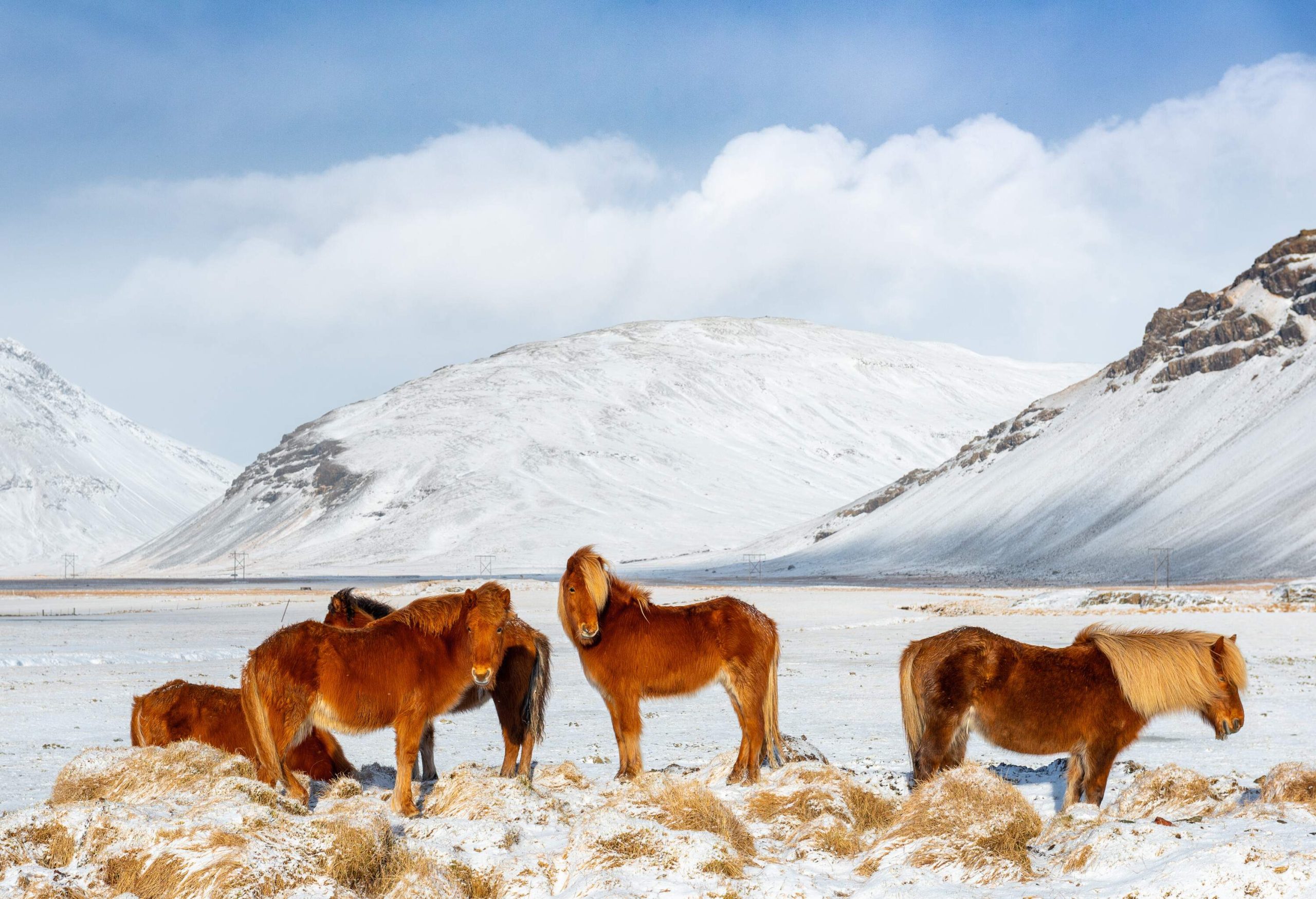 A herd of brown Icelandic horses standing on a snowfield against a backdrop of snow-capped mountains.