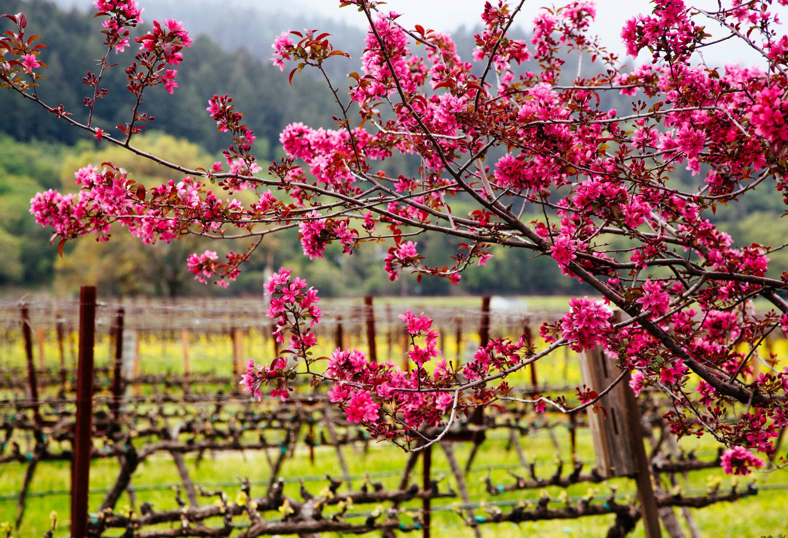 A branch of a pink cherry blossom tree against the backdrop of a vineyard.