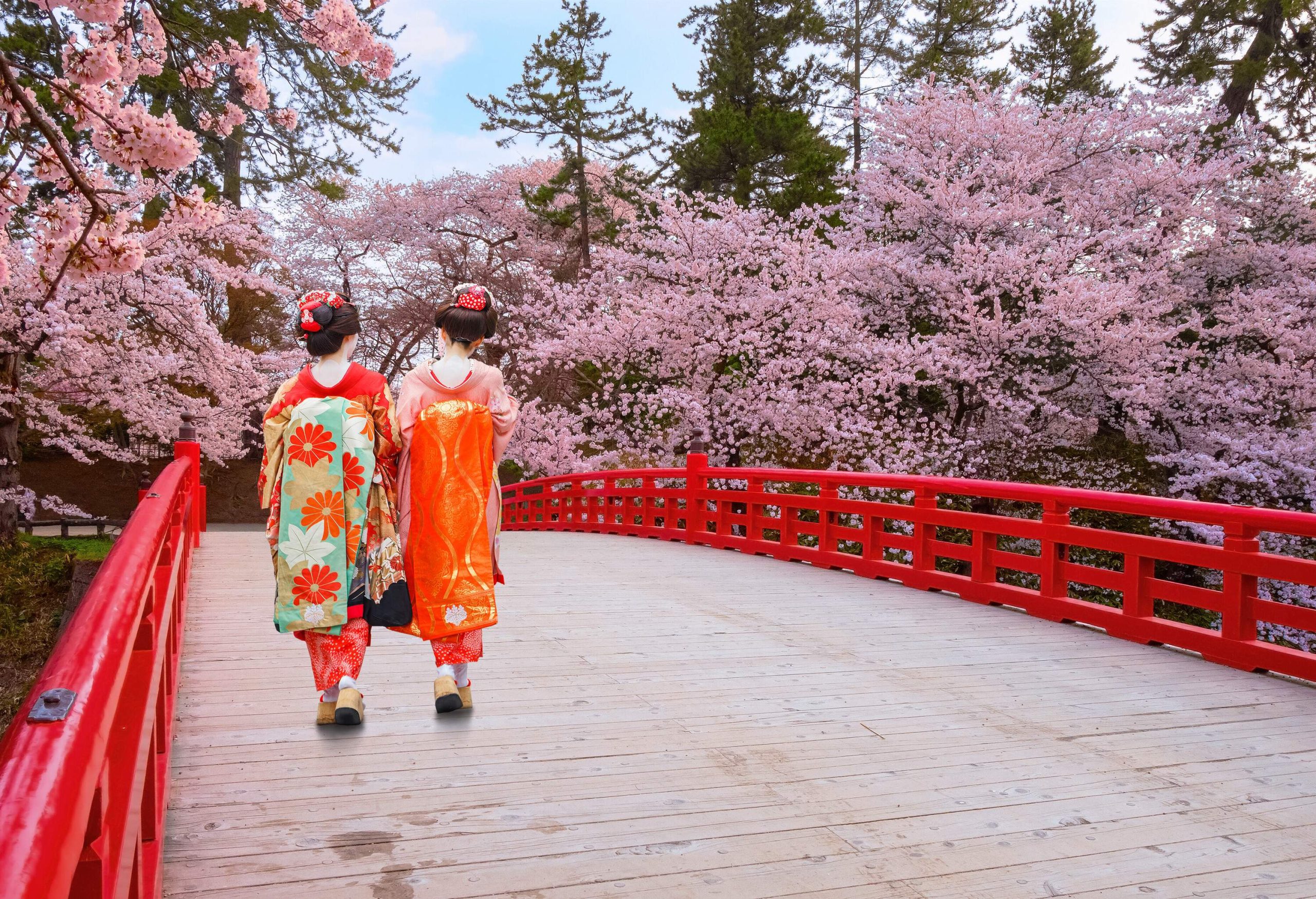 Two ladies wearing kimonos pass through a red-fenced bridge surrounded by beautiful cherry blossoms.