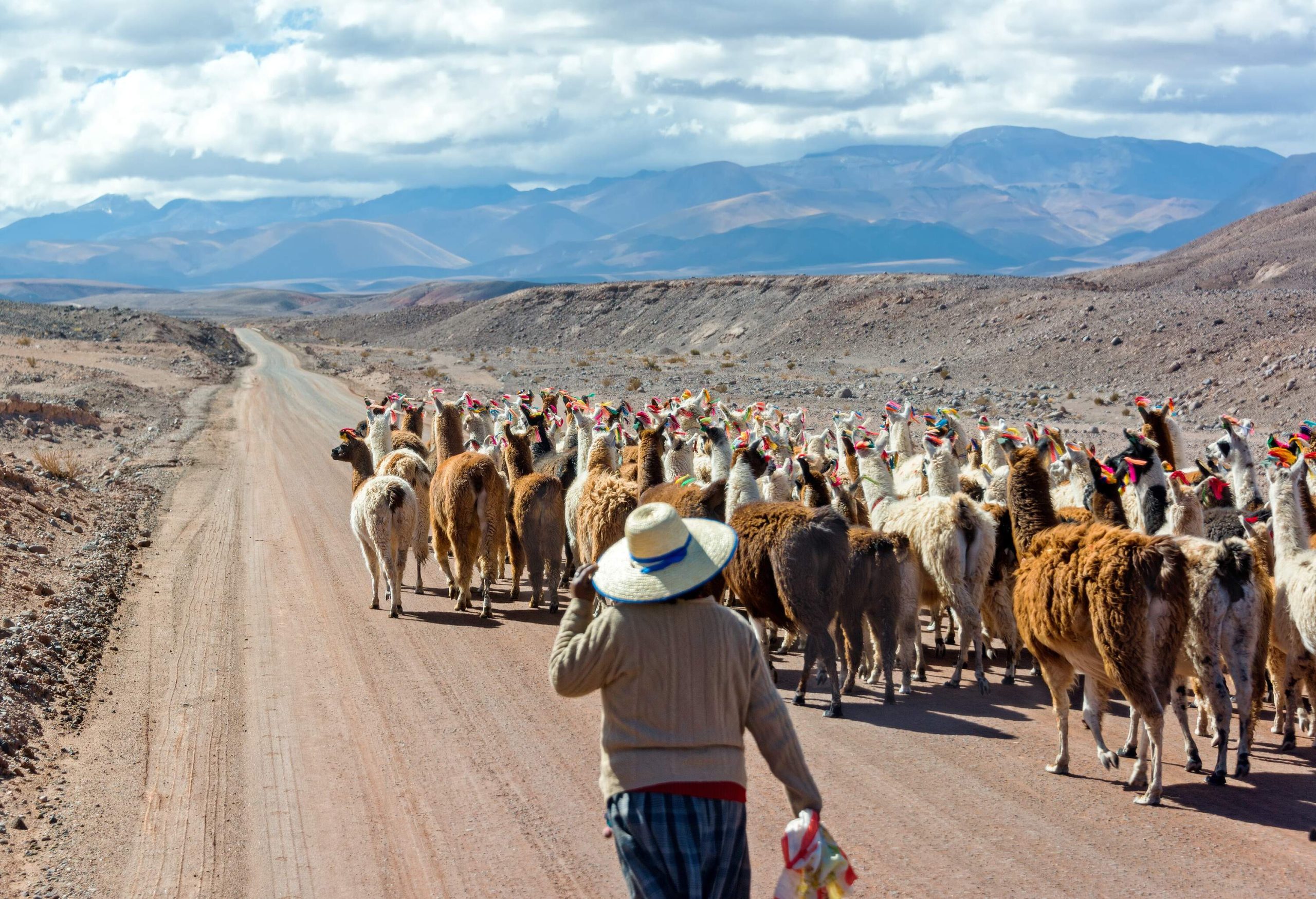 A woman walks behind a herd of llamas on an unpaved road on a deserted rugged land bounded by mountains.