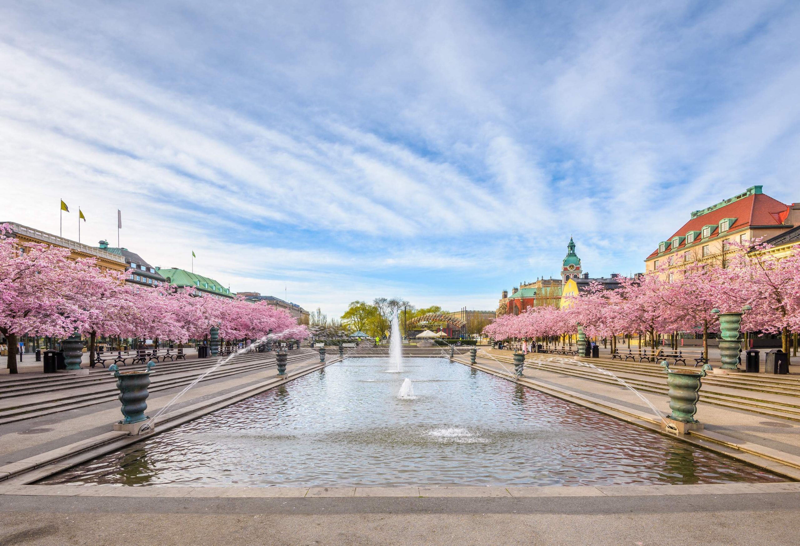 A park pond with fountains surrounded by beautiful cherry trees in blossoms.