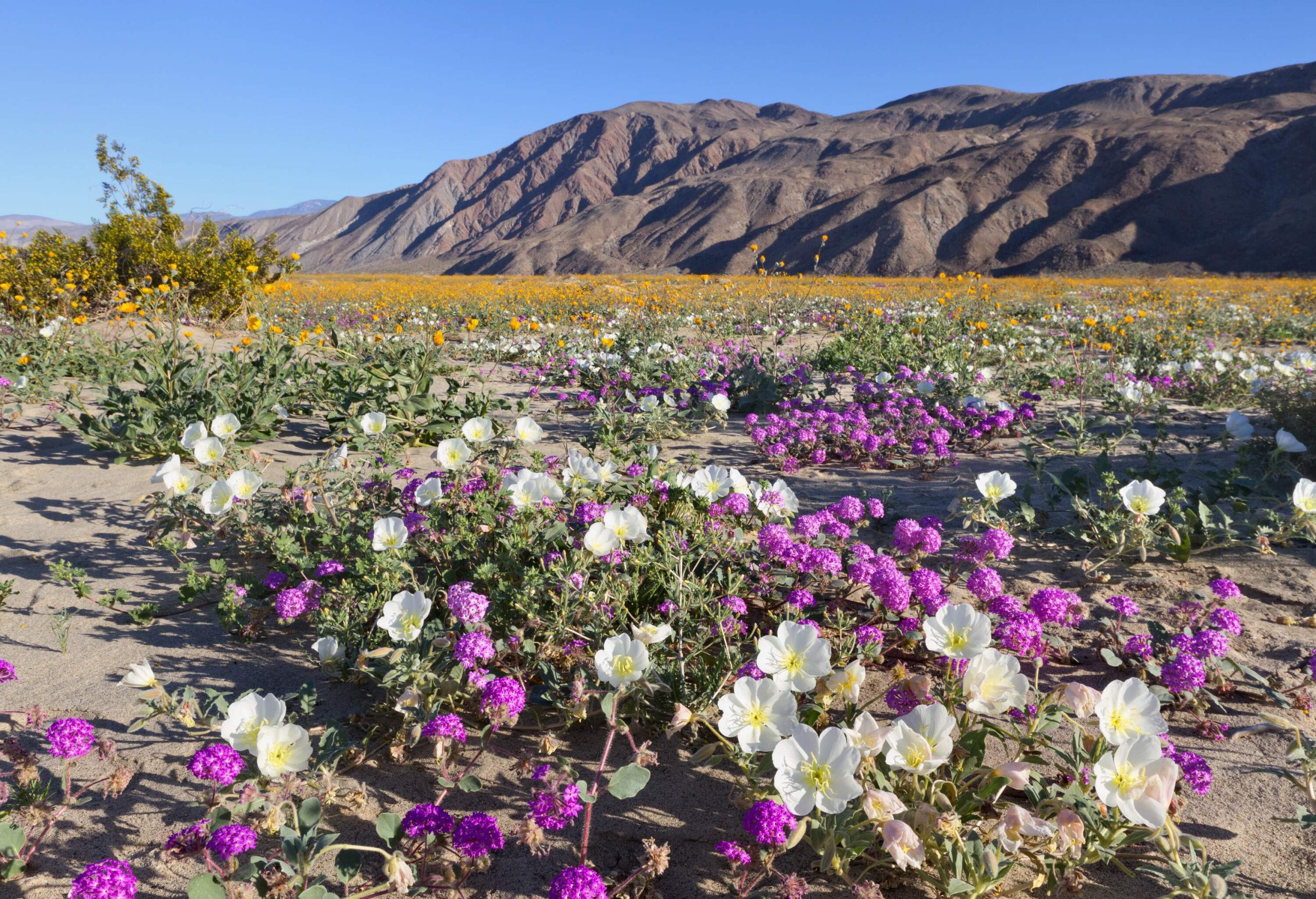 Blooming flowers in purple, white, and yellow across a sandy ground near the mountains.