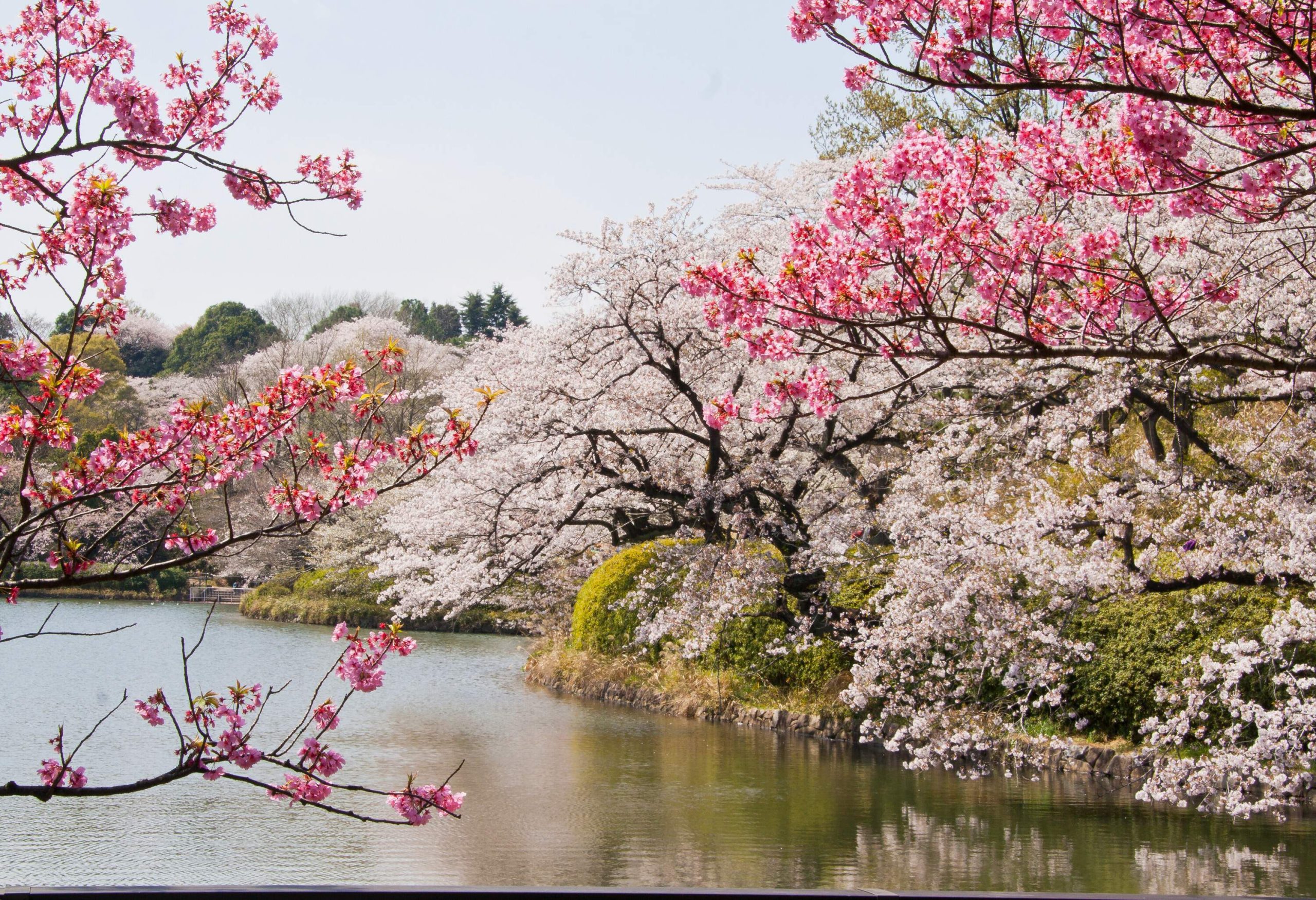 A calm lake in a park surrounded by lush white and pink cherry blossom trees.